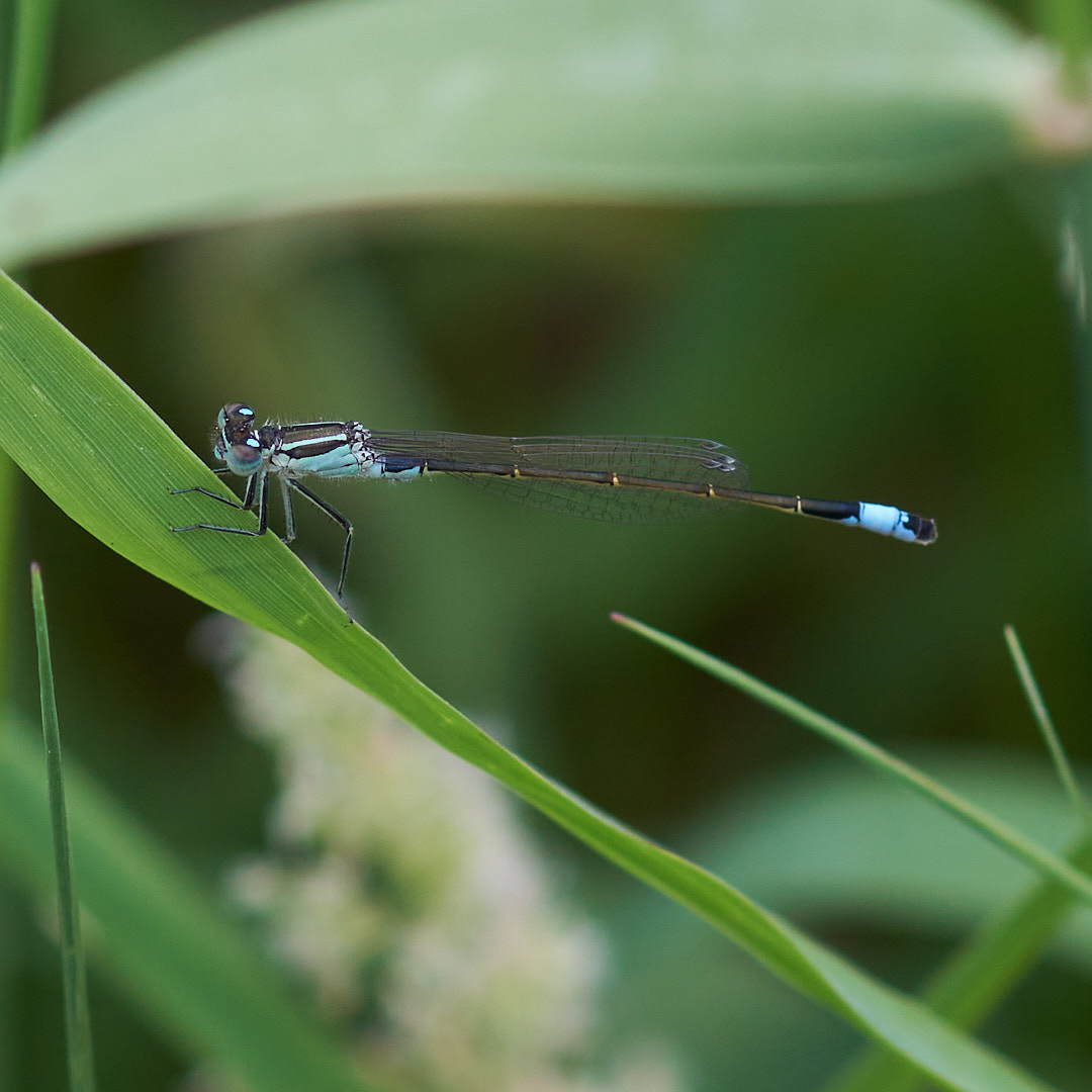マンシュウイトトンボ