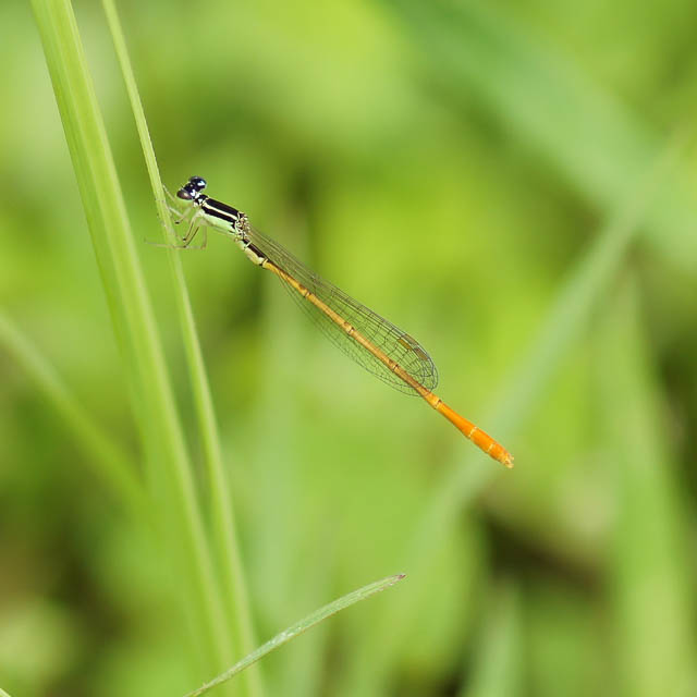 モートンイトトンボ