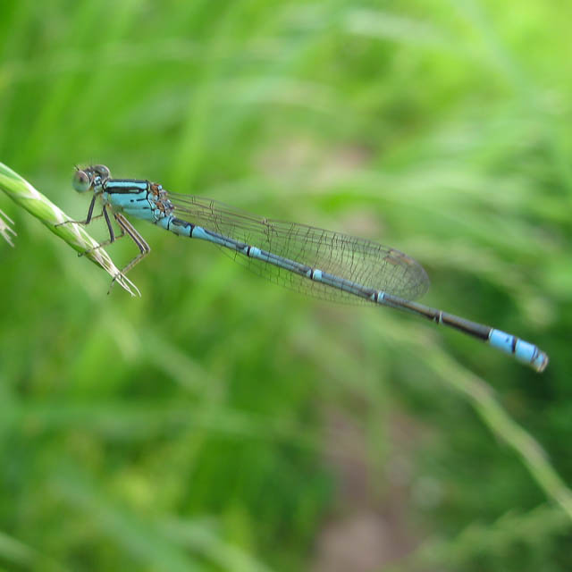 ムスジイトトンボ