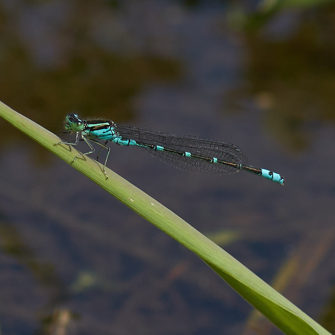 オオイトトンボ