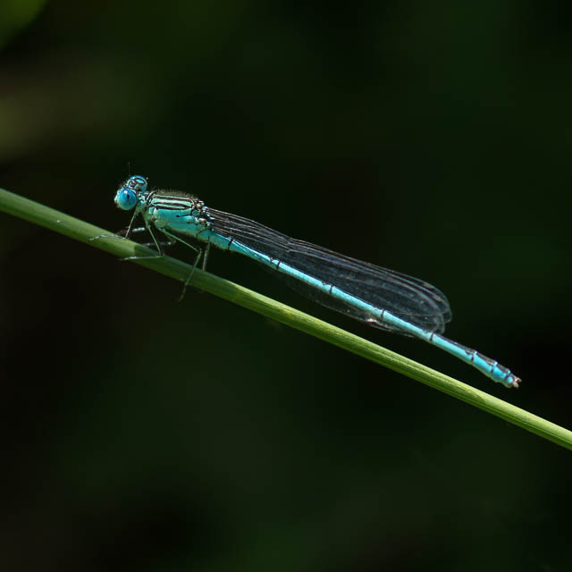 オオセスジイトトンボ