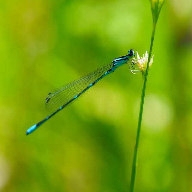 オゼイトトンボ