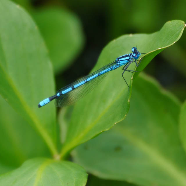 ルリイトトンボ