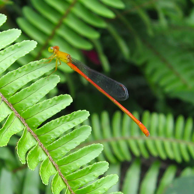 リュウキュウベニイトトンボ
