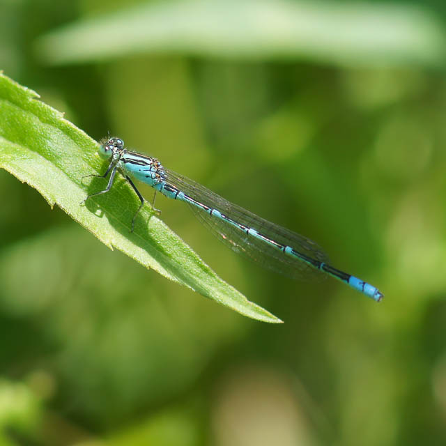 セスジイトトンボ
