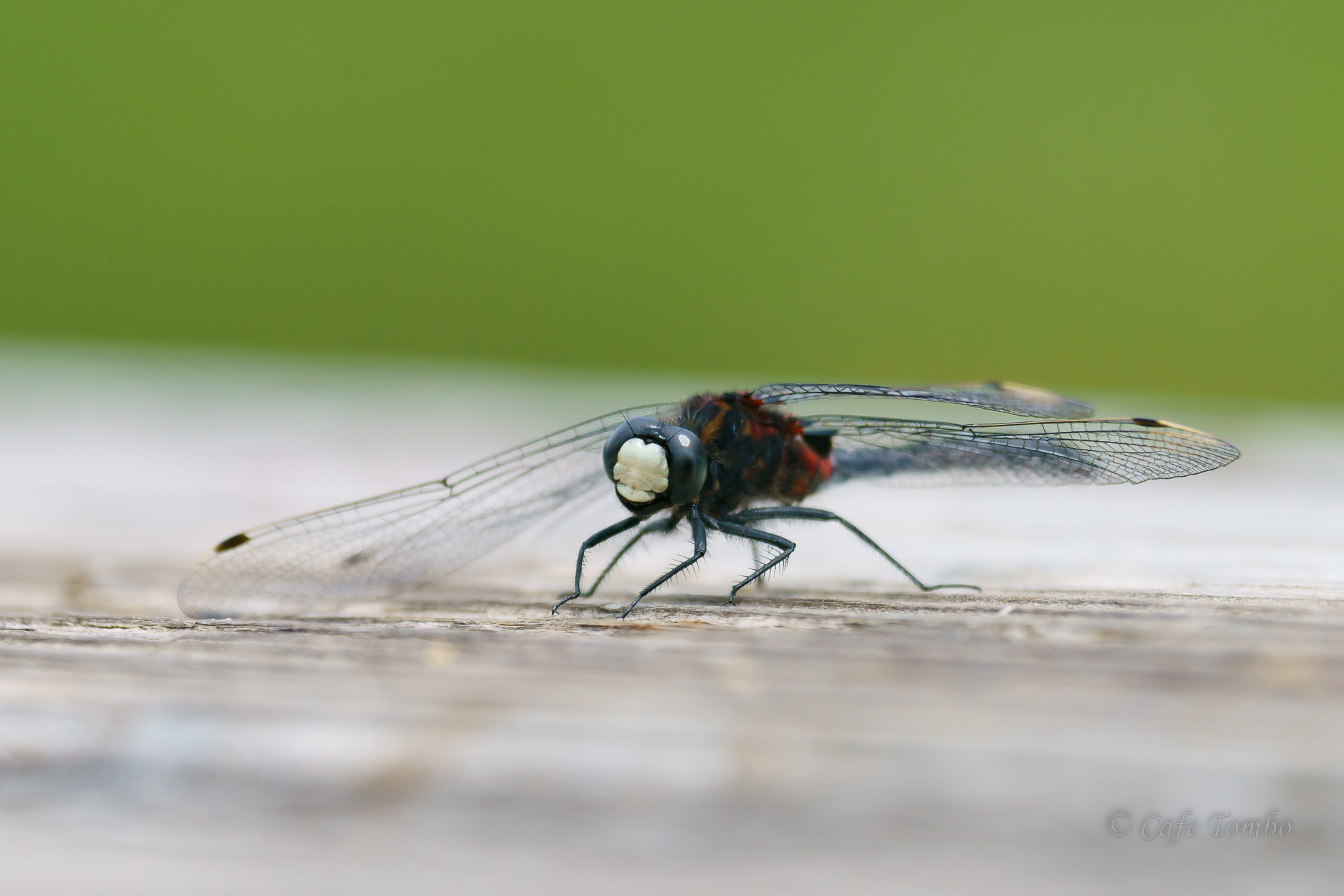 カオジロトンボ