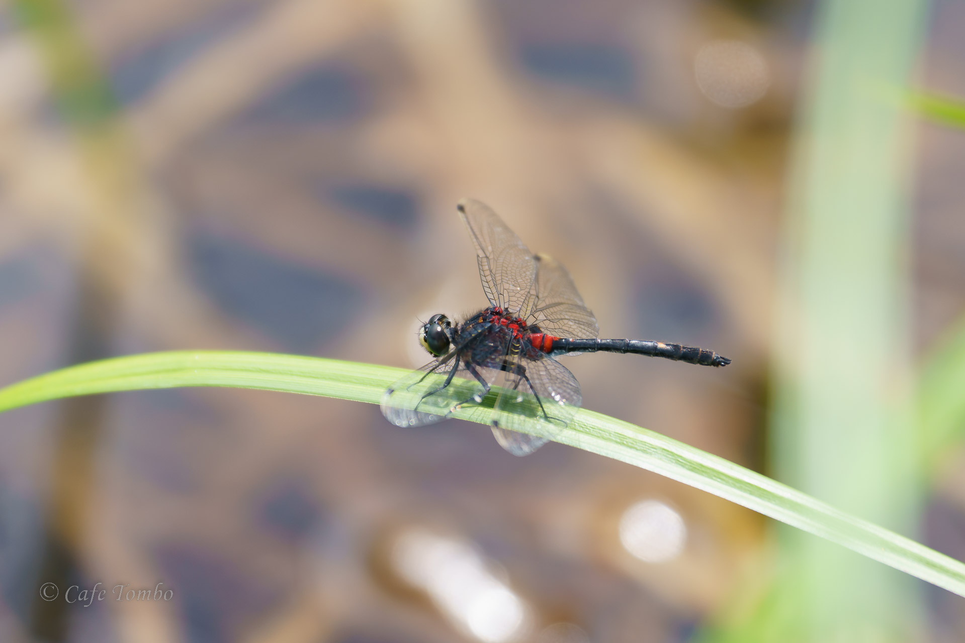 カオジロトンボ