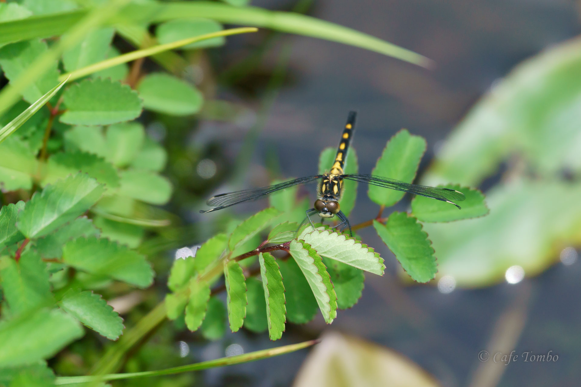 カオジロトンボ