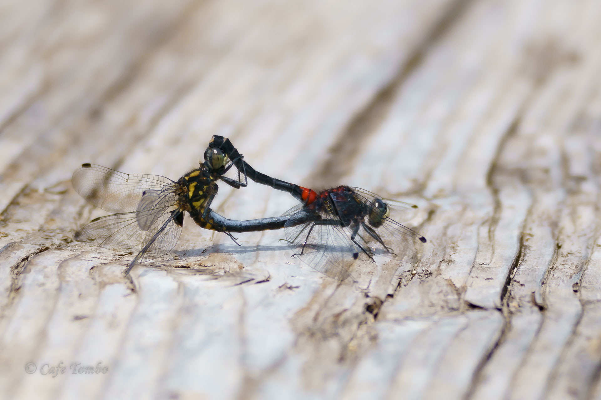 カオジロトンボ