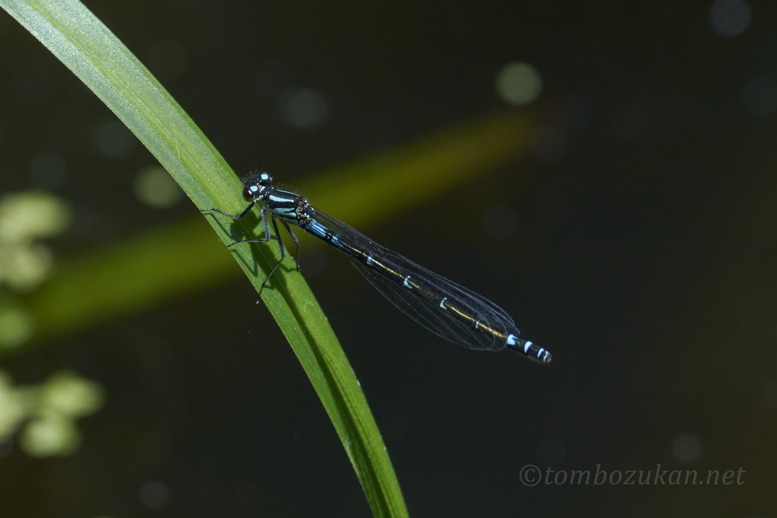 カラフトイトトンボ