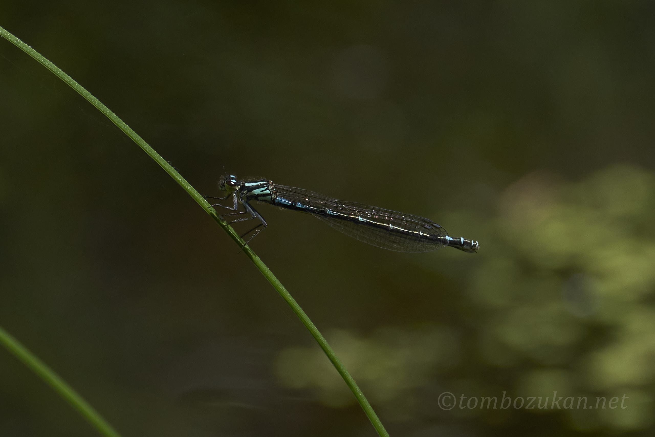カラフトイトトンボ
