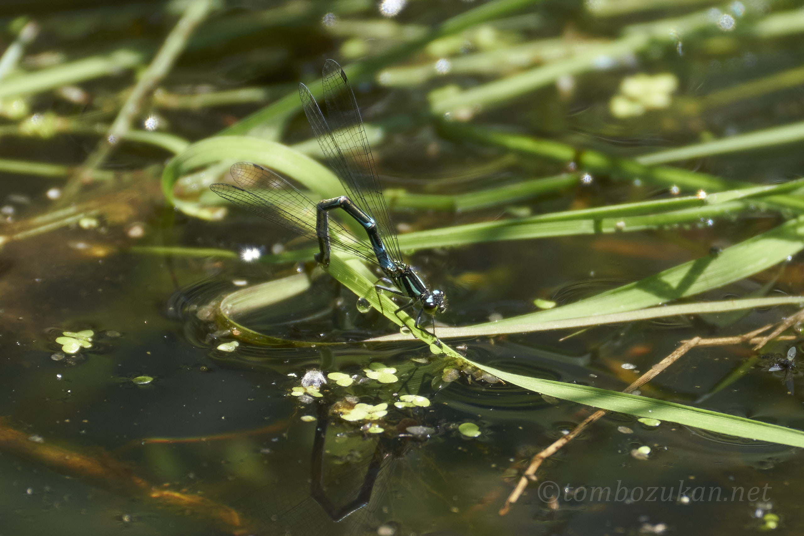 カラフトイトトンボ