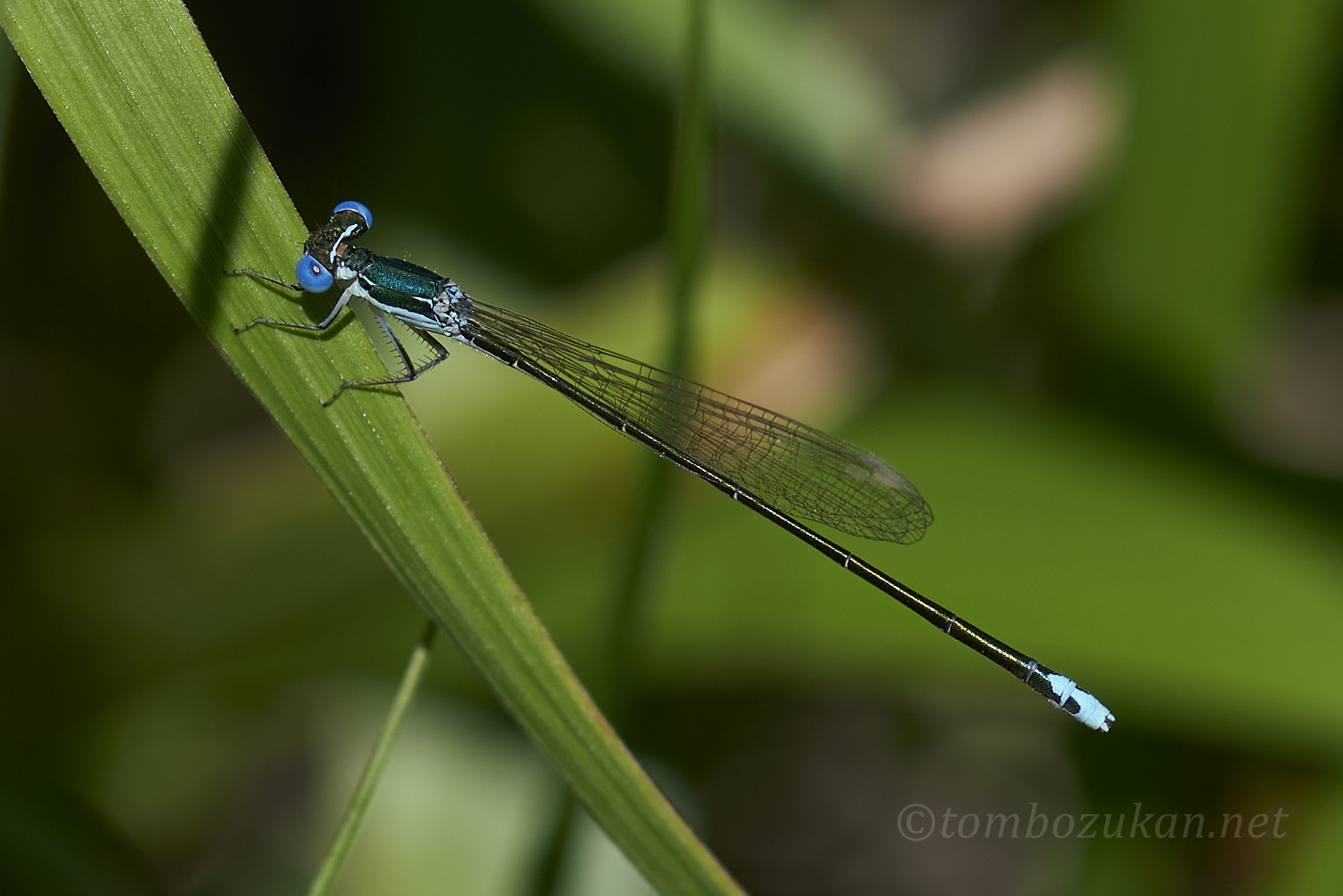 カラカネイトトンボ