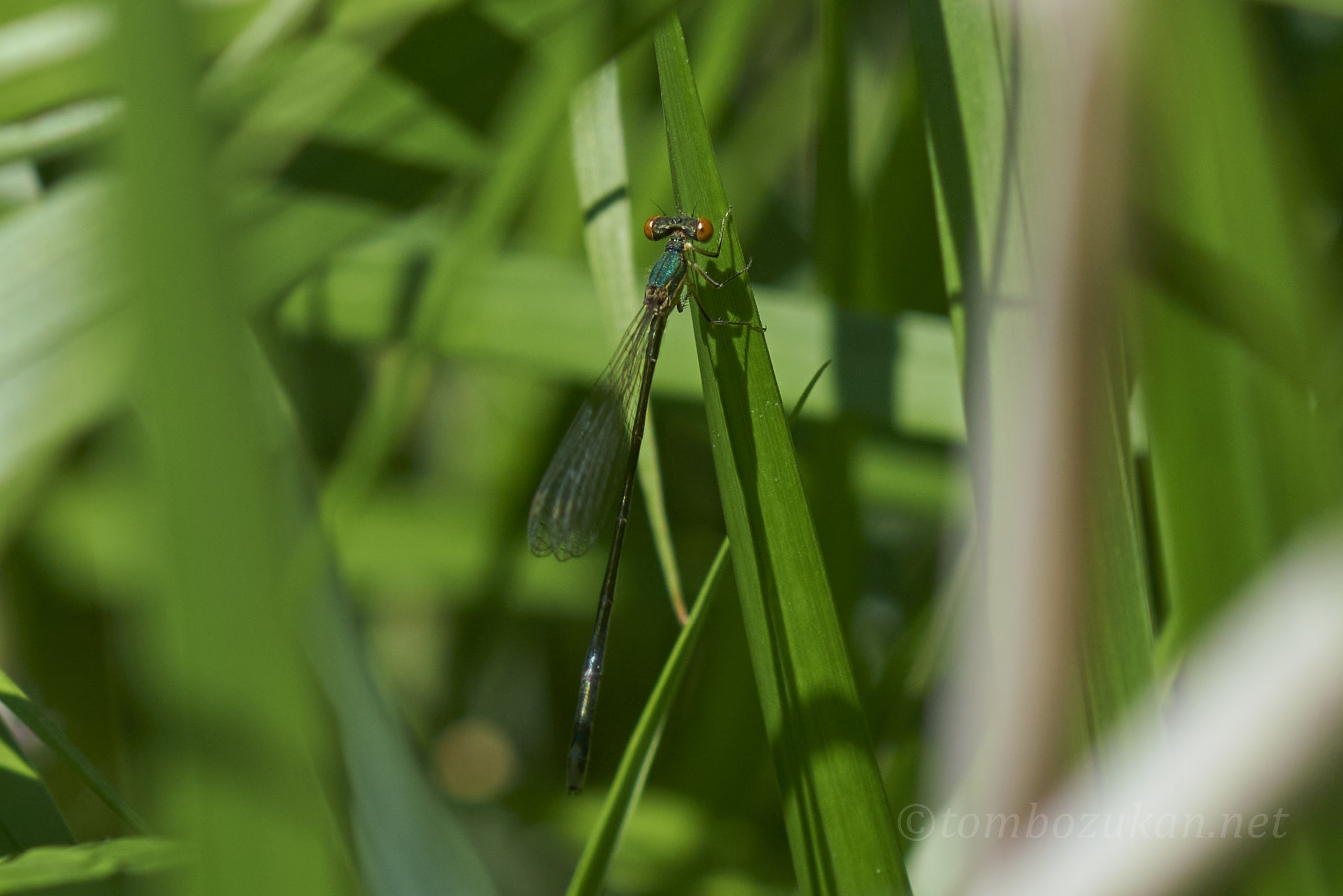 カラカネイトトンボ