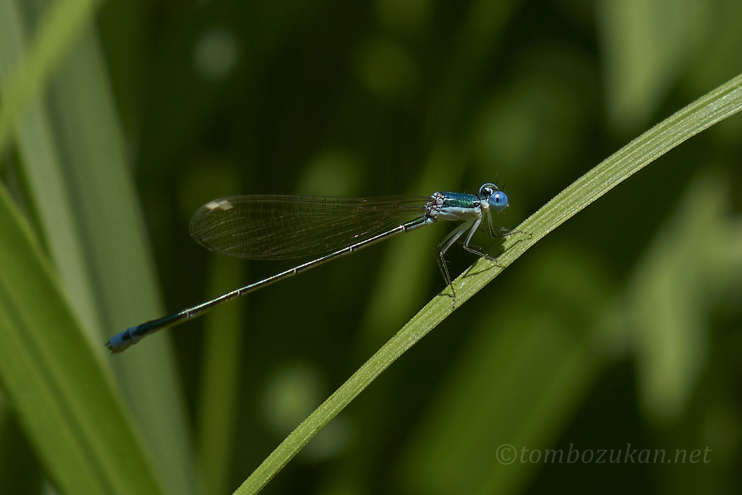 カラカネイトトンボ