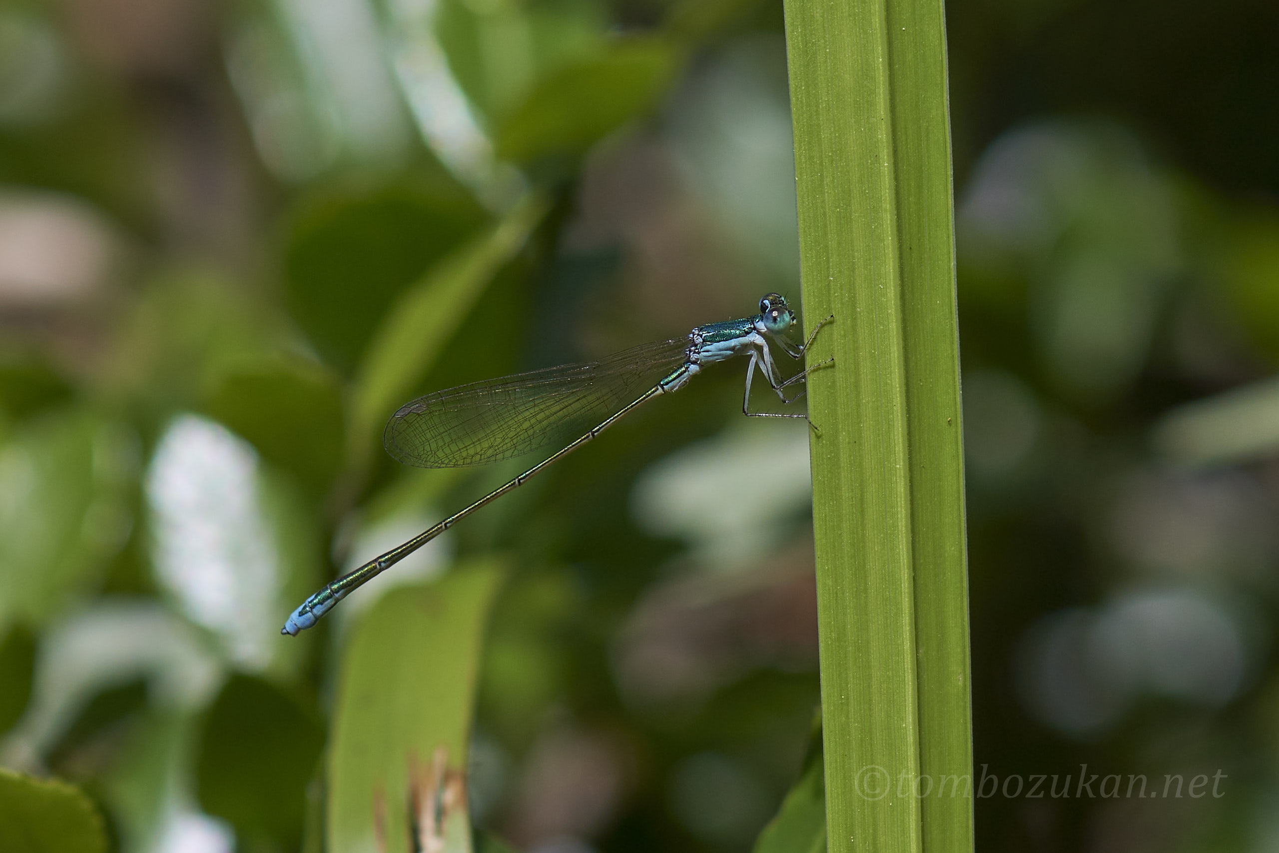 カラカネイトトンボ