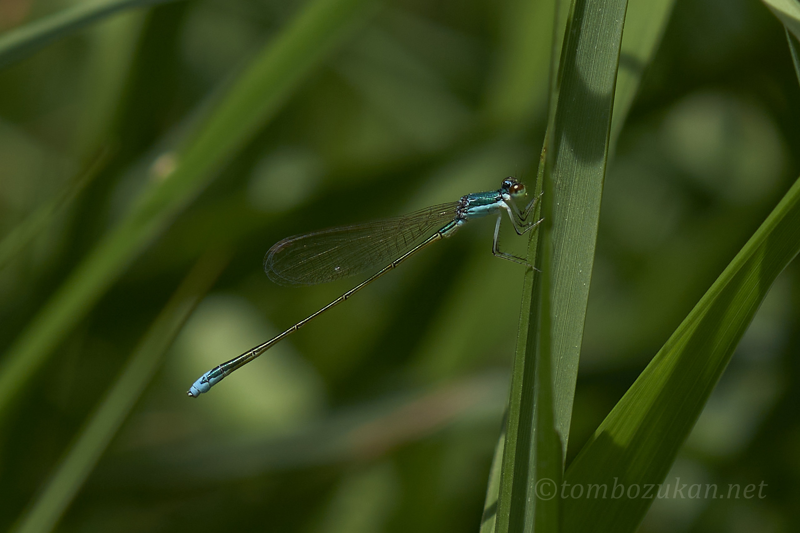 カラカネイトトンボ