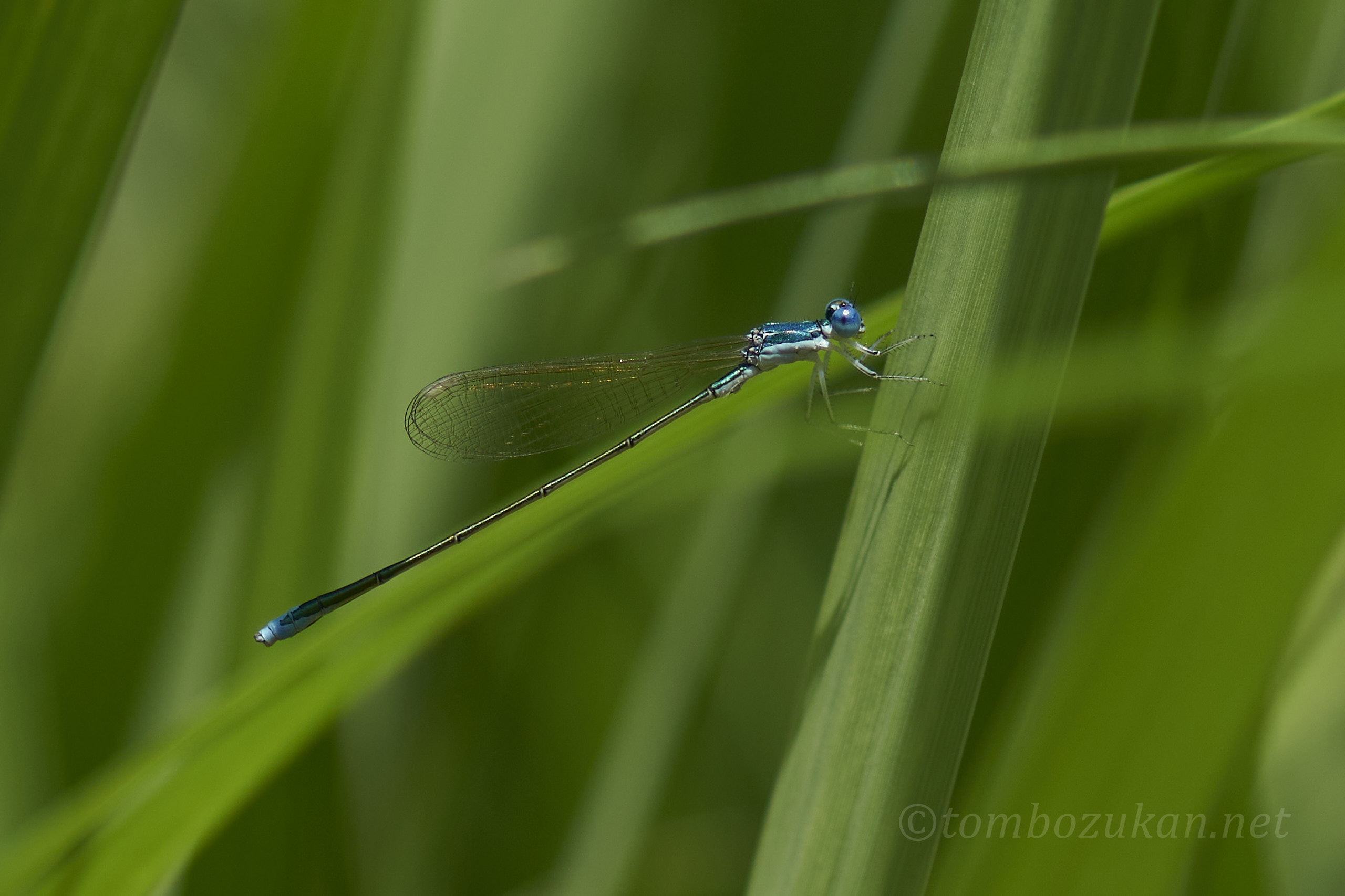 カラカネイトトンボ