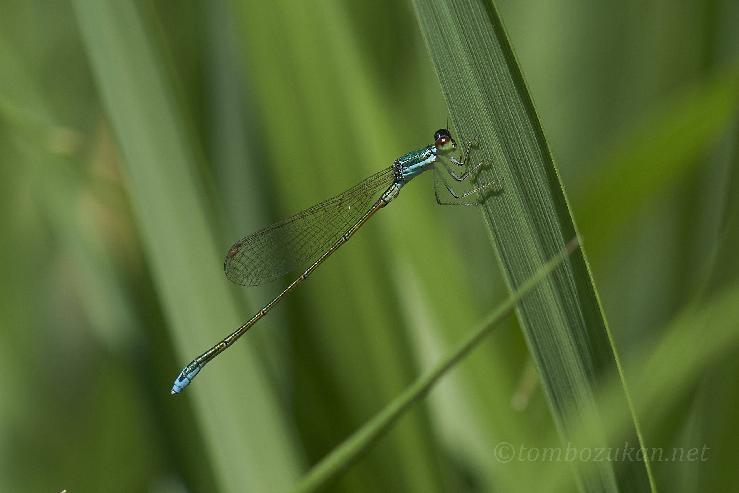 カラカネイトトンボ