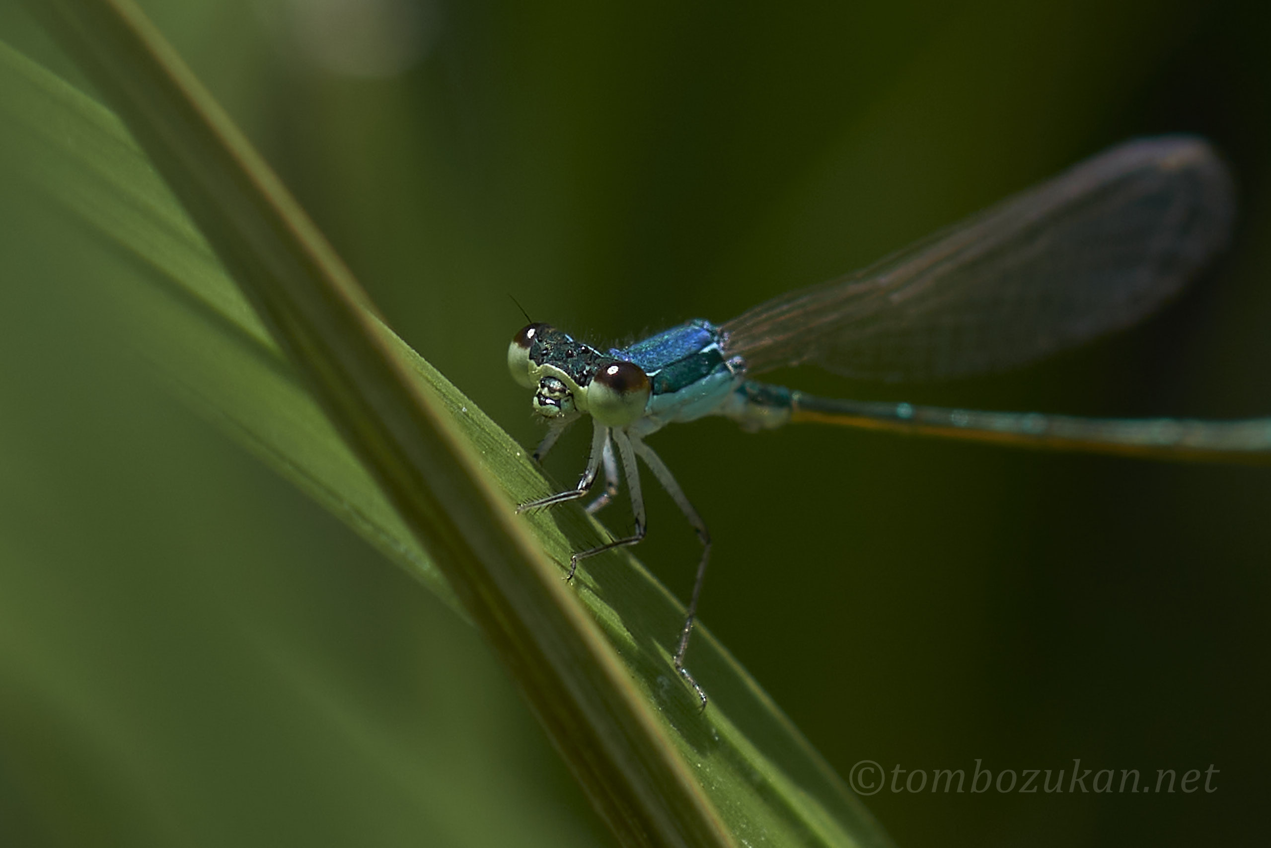 カラカネイトトンボ
