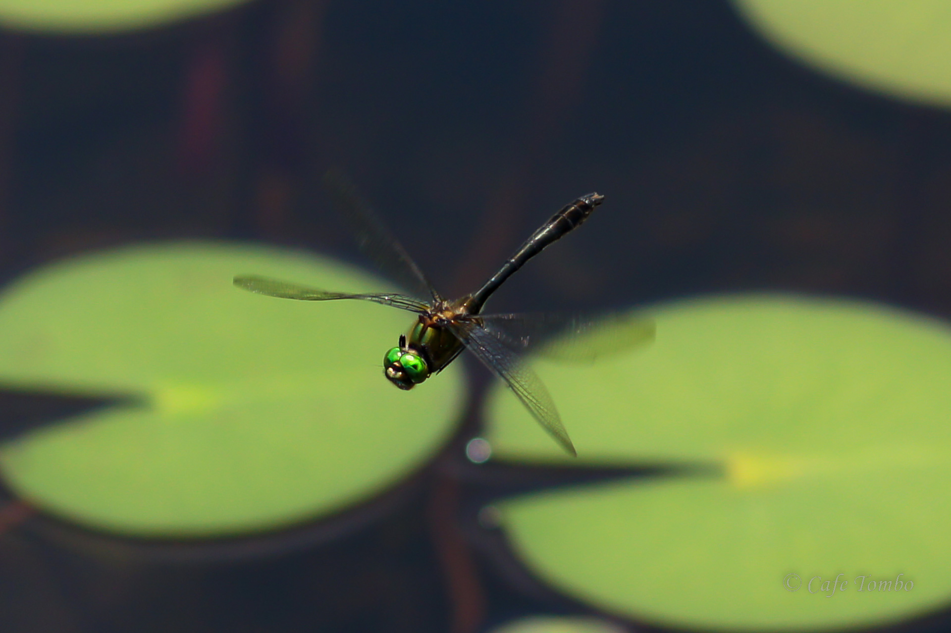 カラカネトンボ