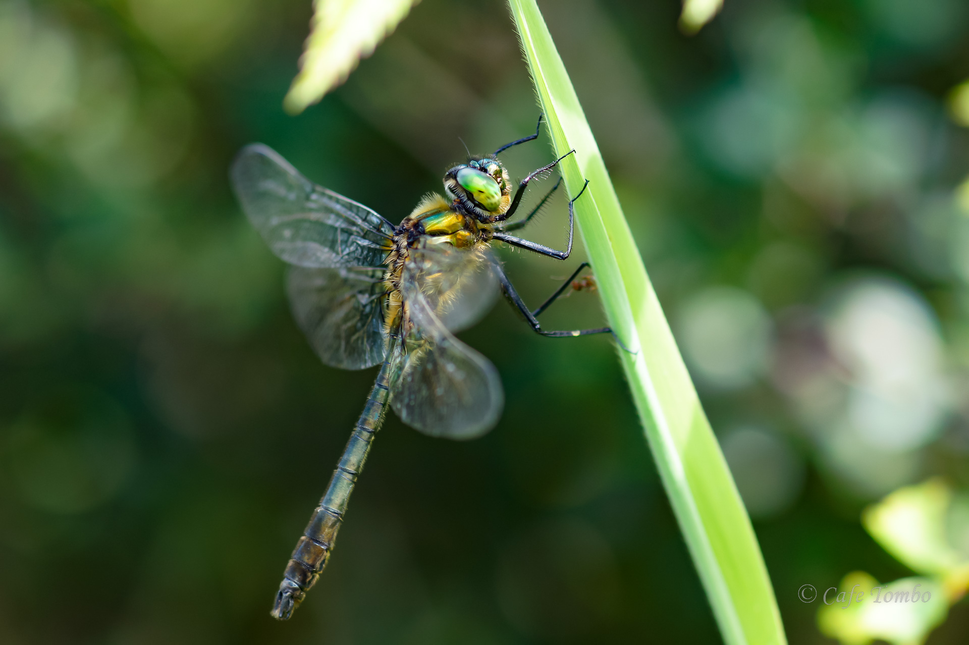 カラカネトンボ