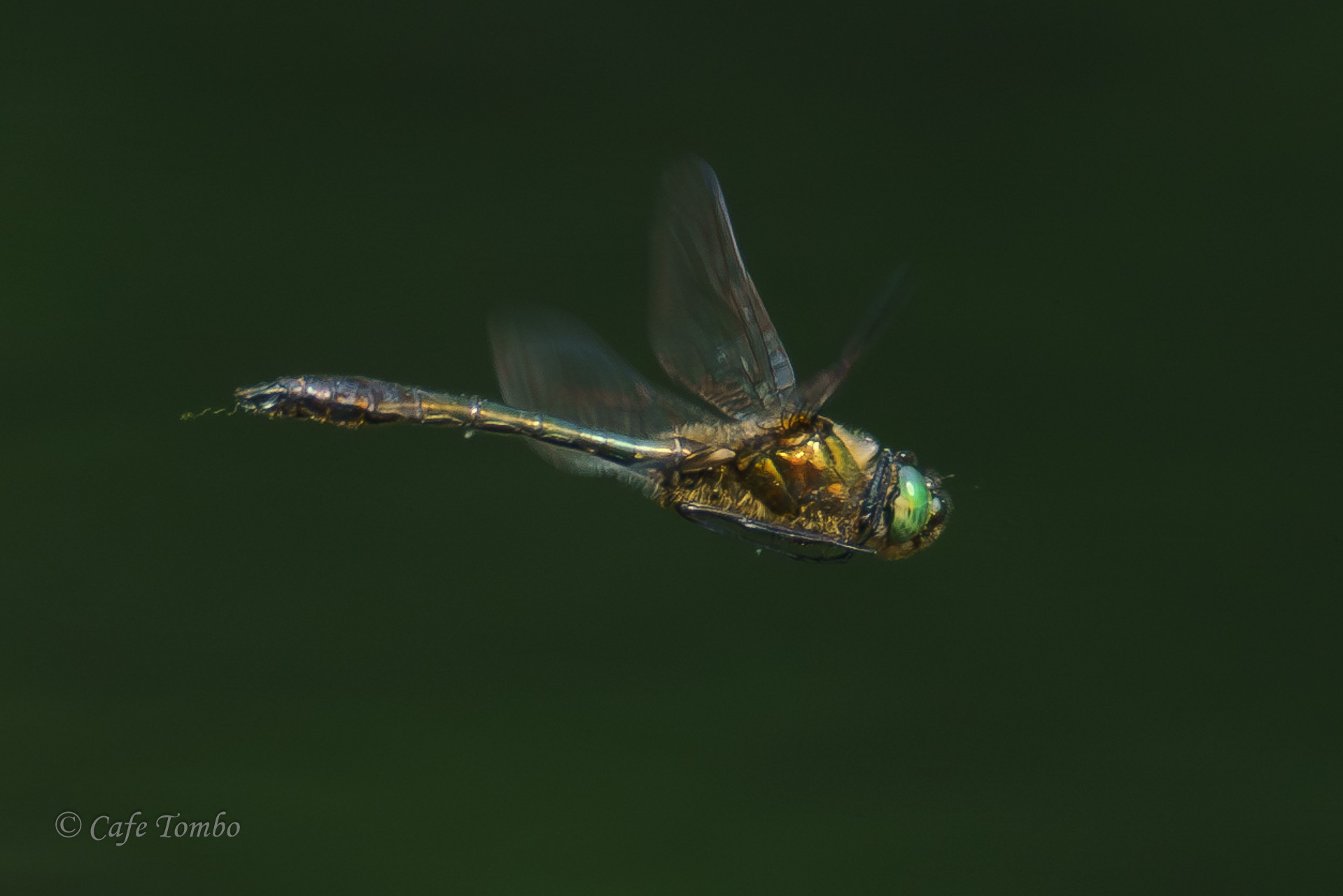 カラカネトンボ