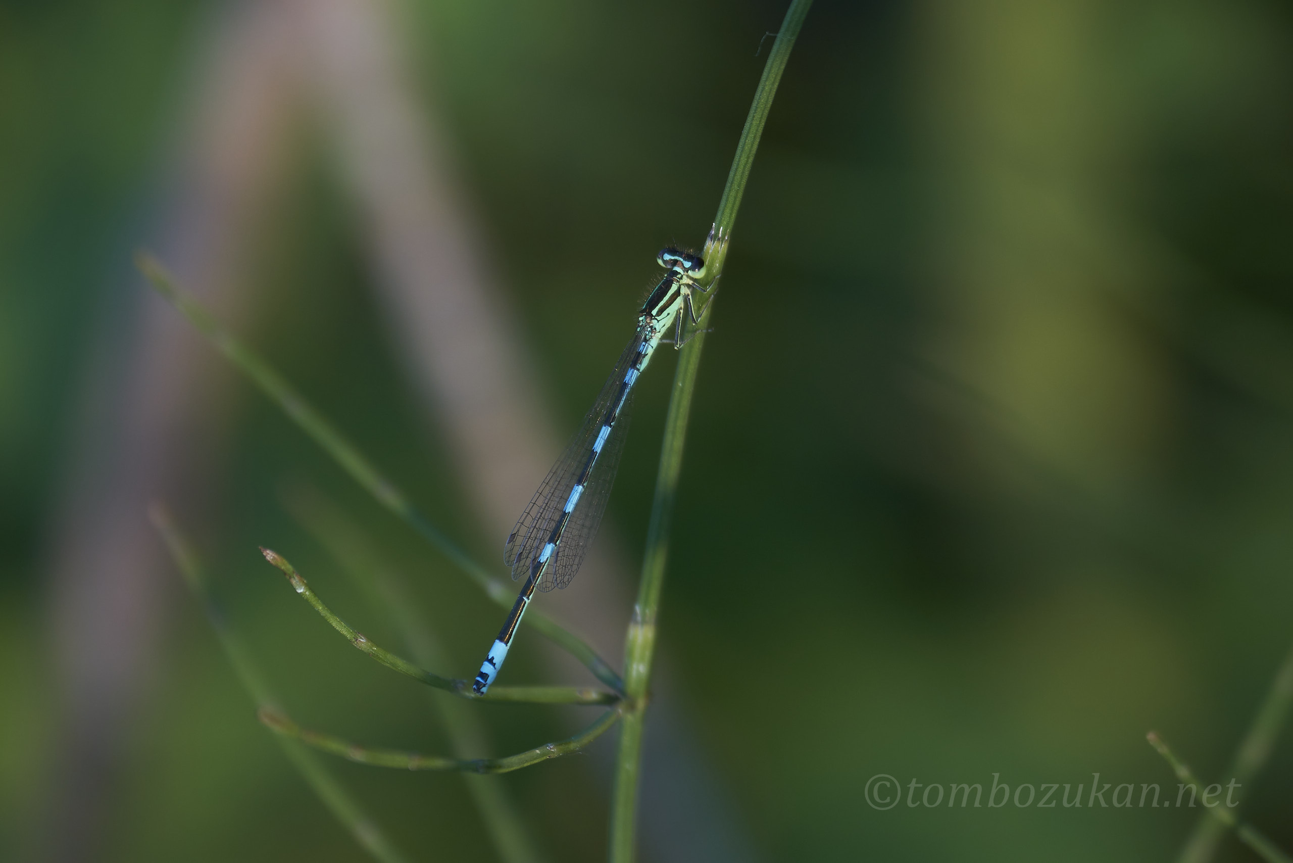 キタイトトンボ