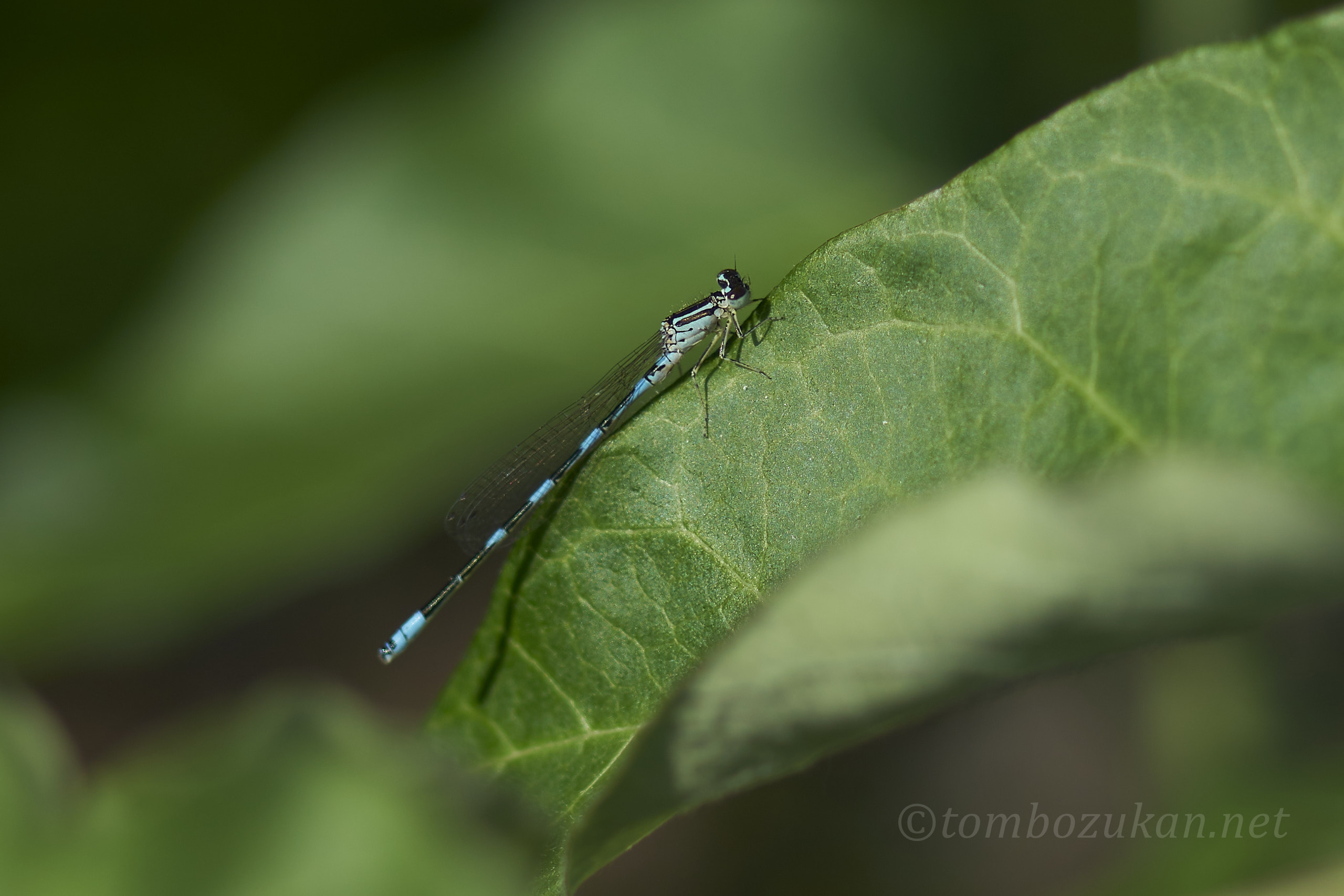 キタイトトンボ