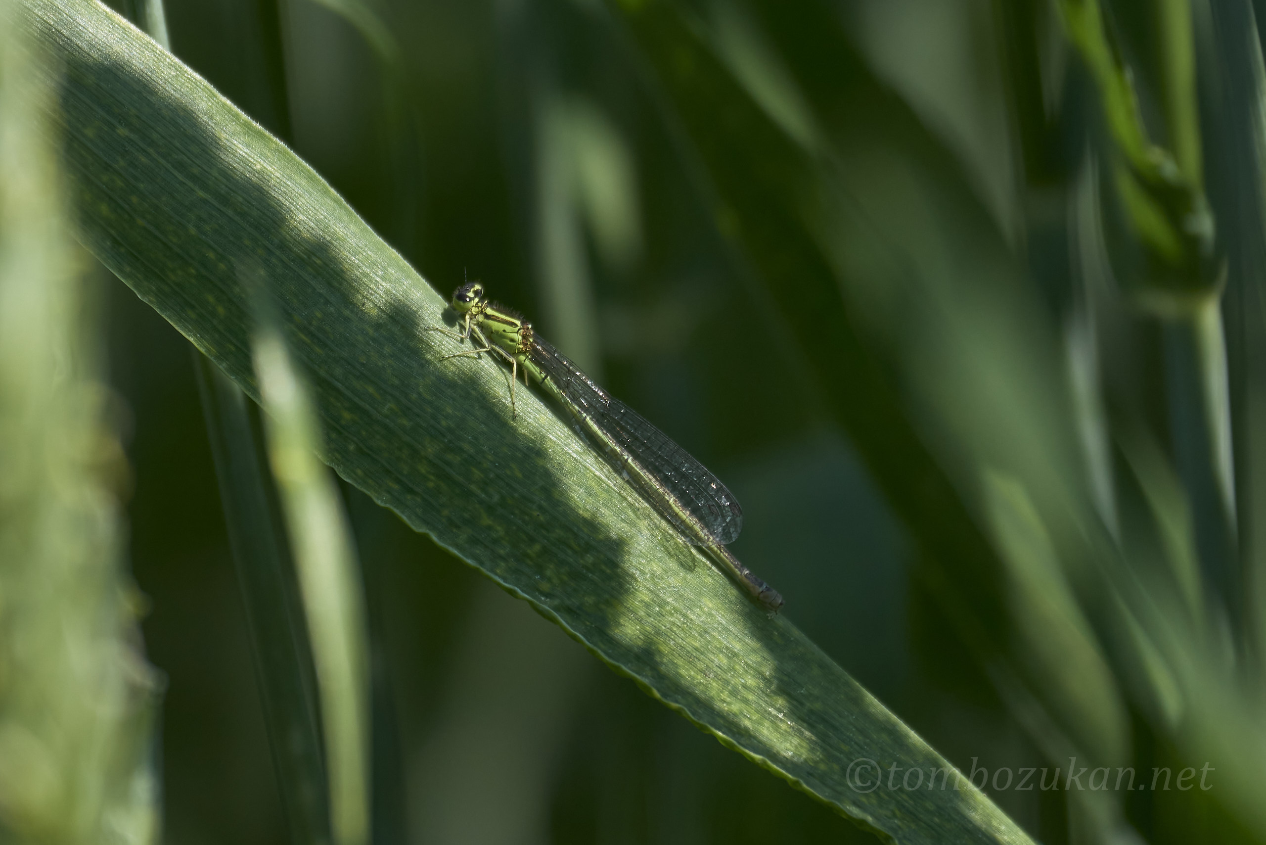 キタイトトンボ