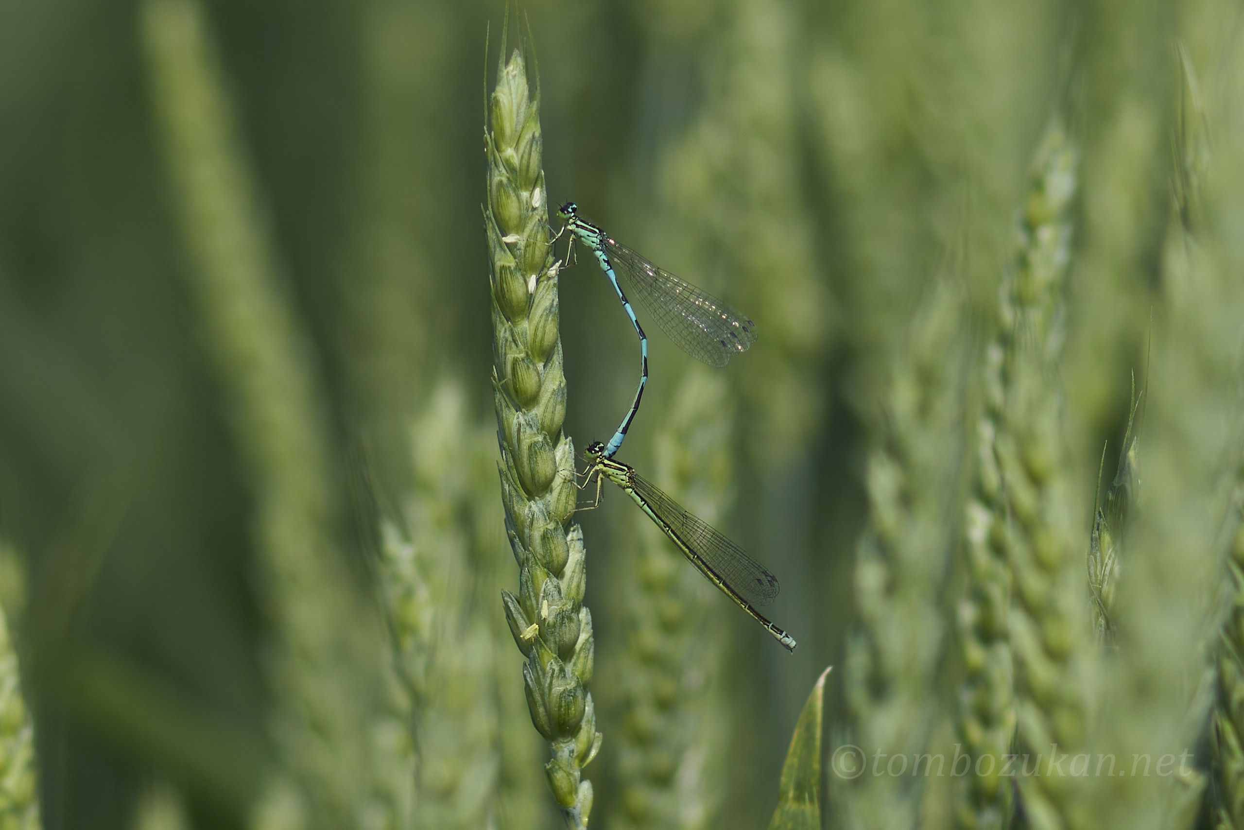 キタイトトンボ