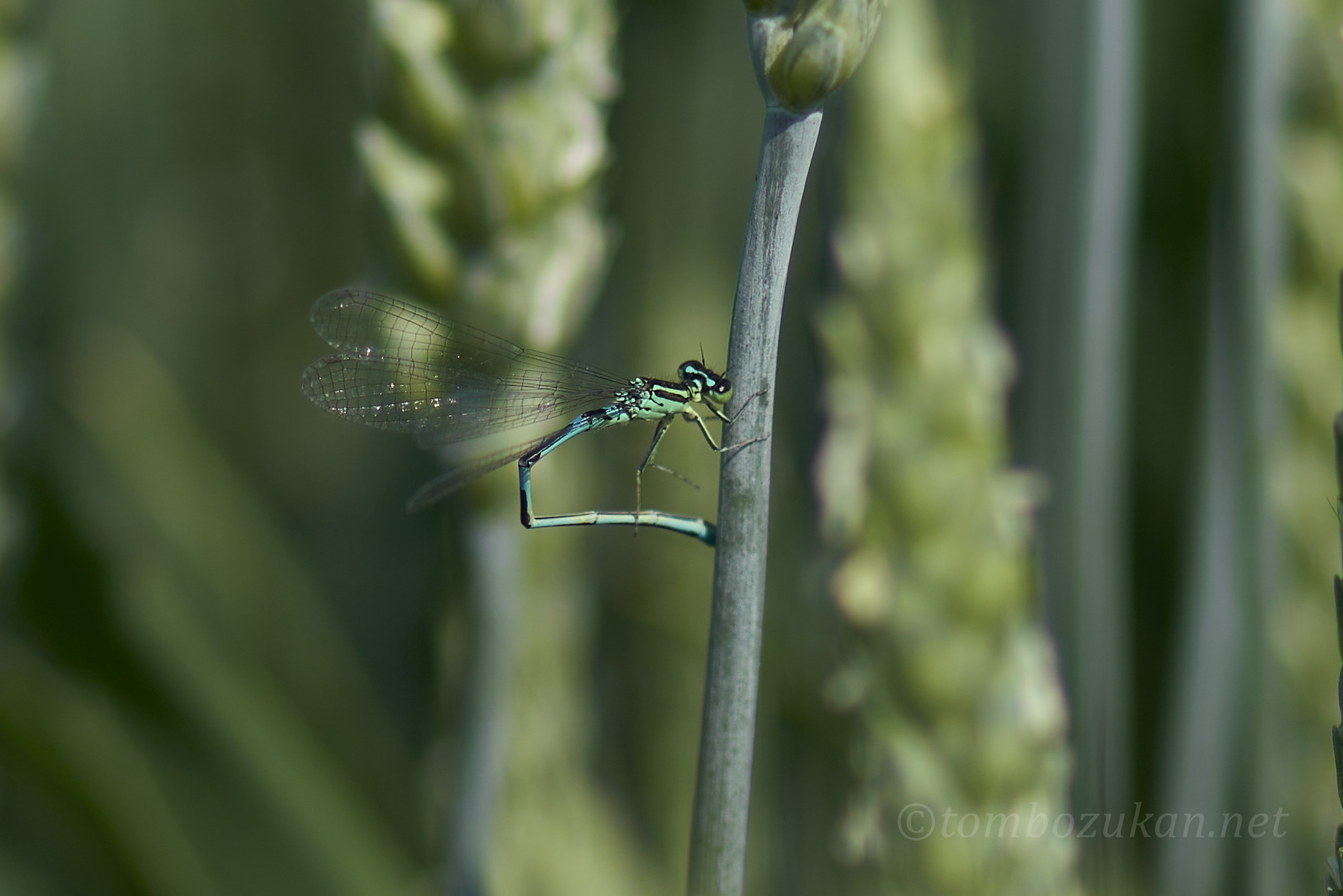 キタイトトンボ