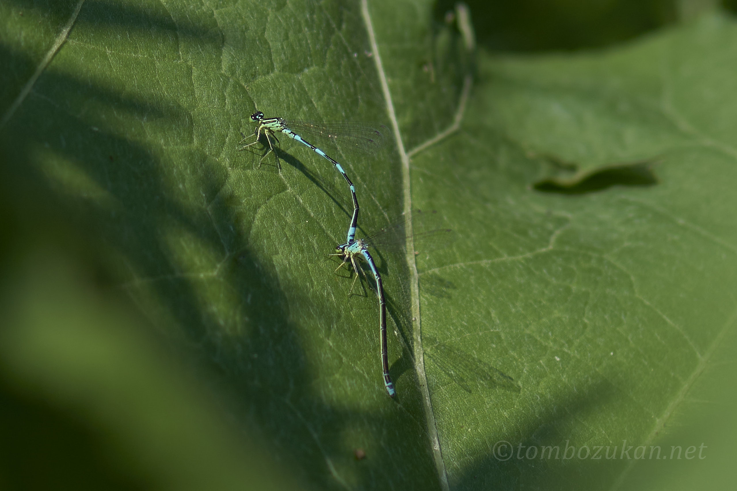 キタイトトンボ