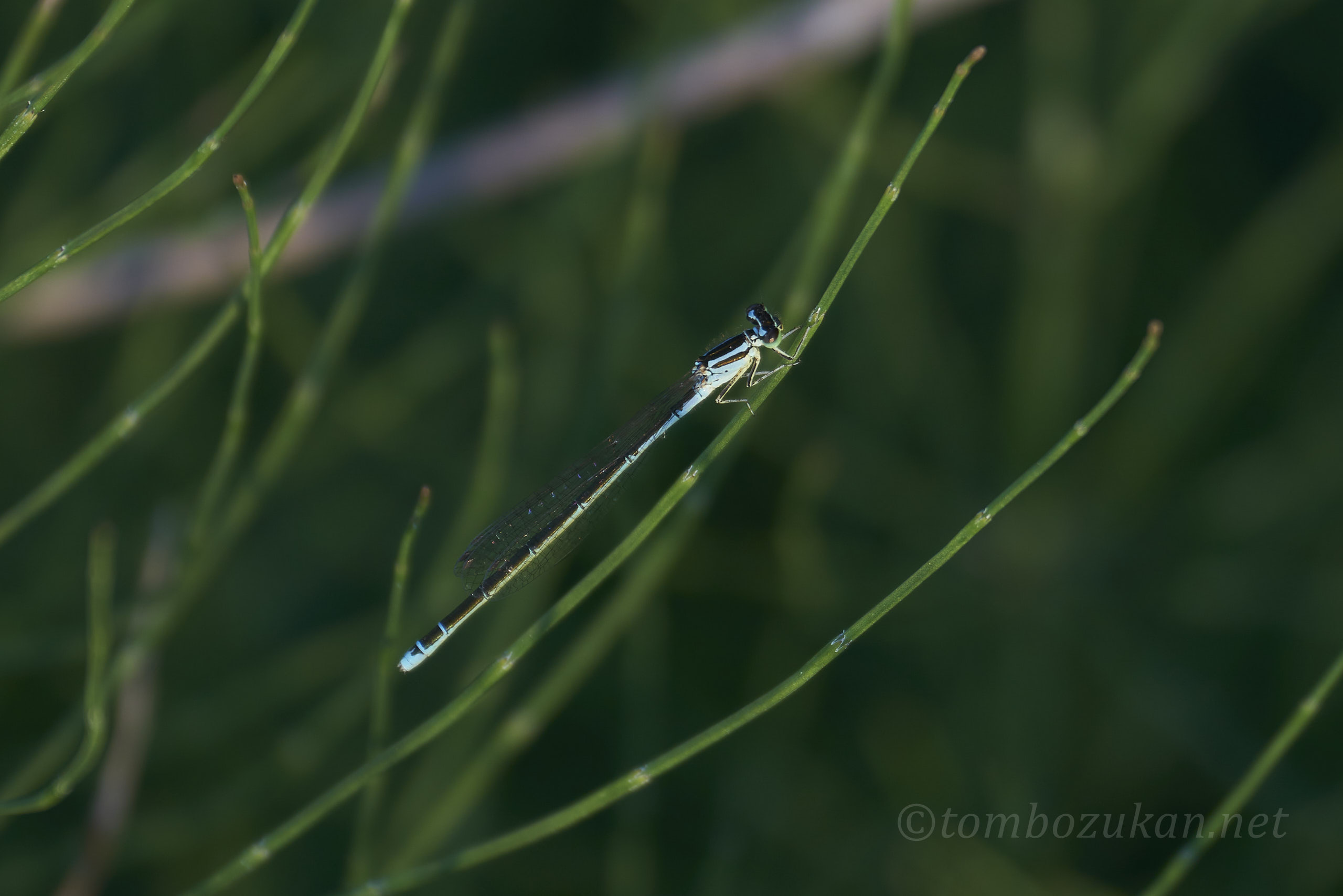 キタイトトンボ