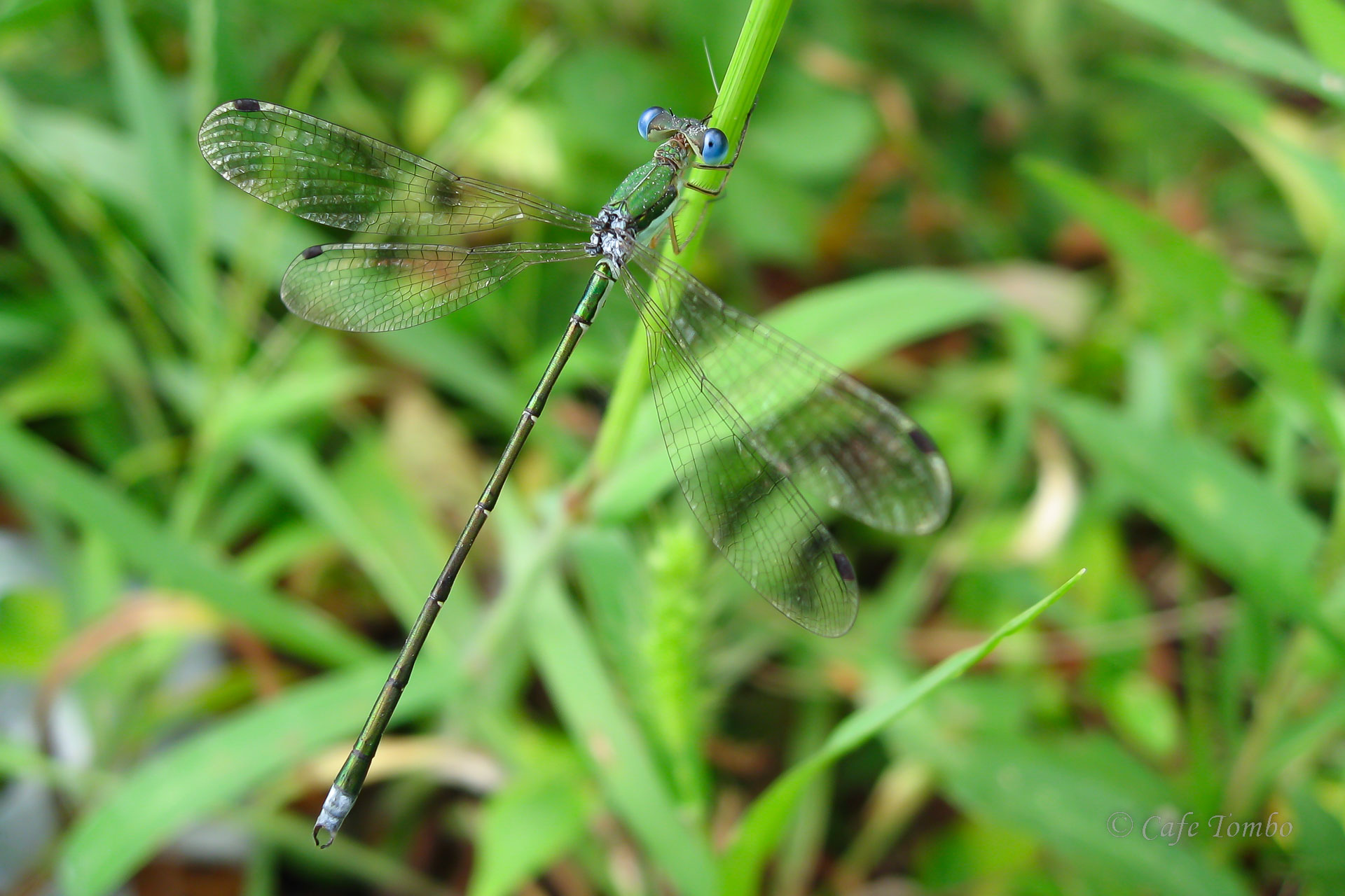 コバネアオイトトンボ