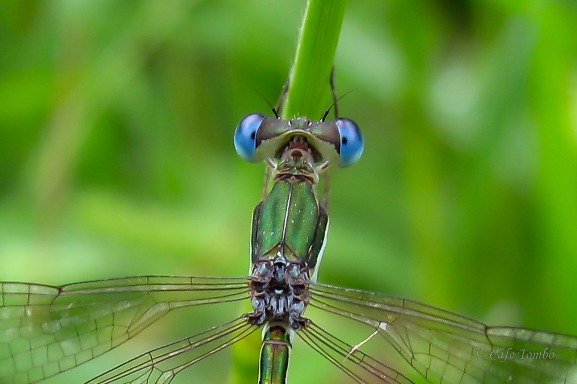 コバネアオイトトンボ