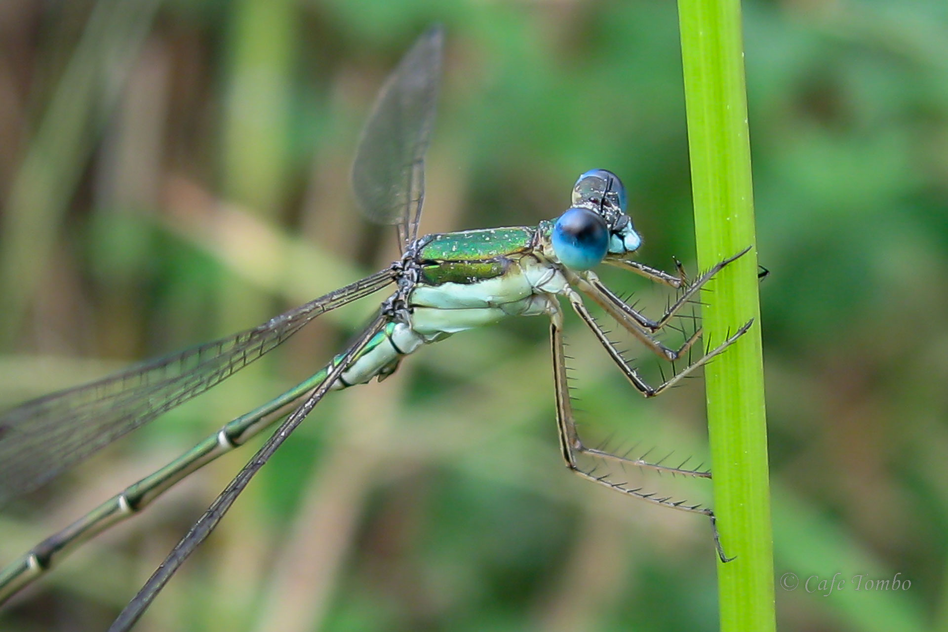 コバネアオイトトンボ