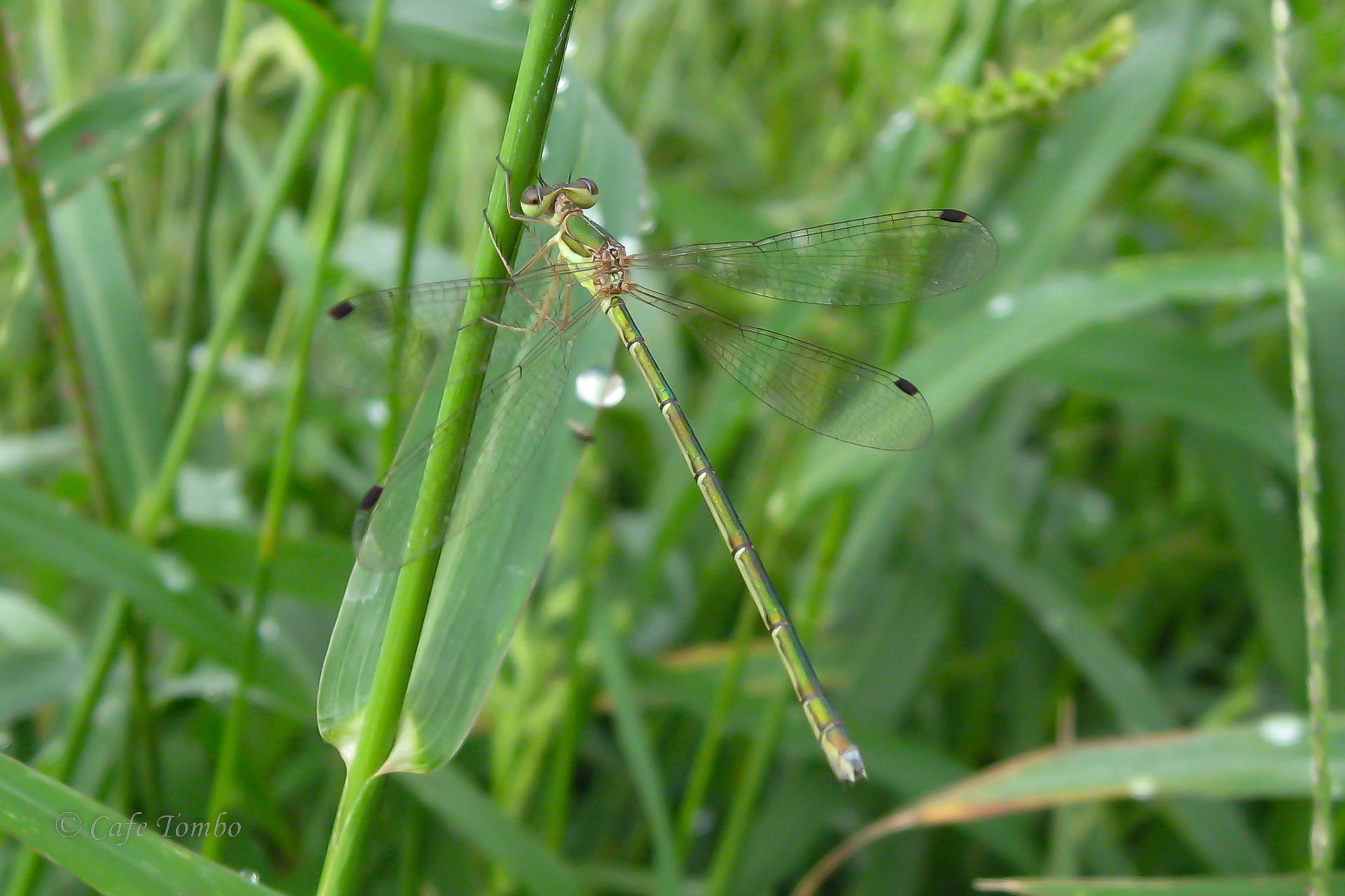コバネアオイトトンボ