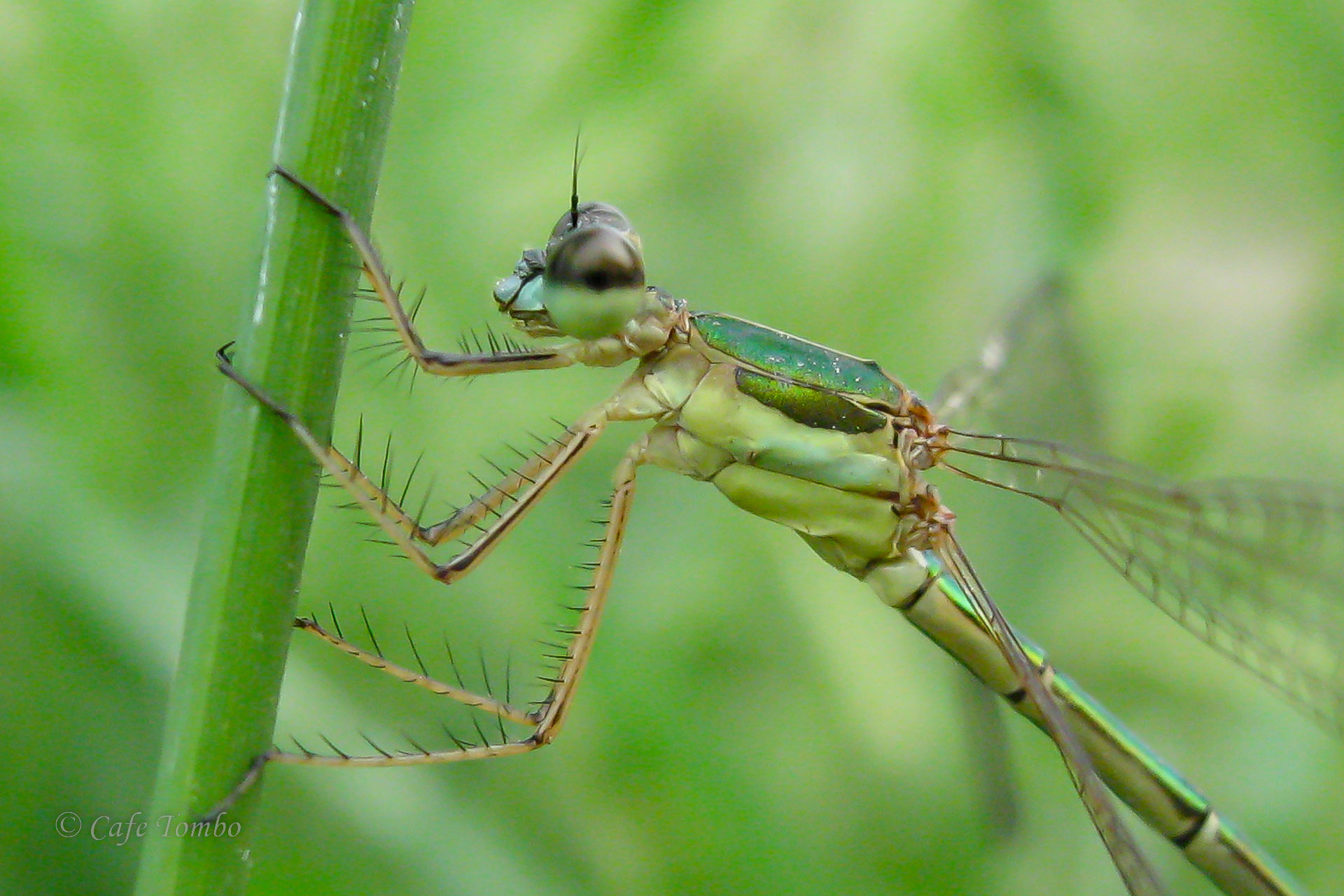 コバネアオイトトンボ