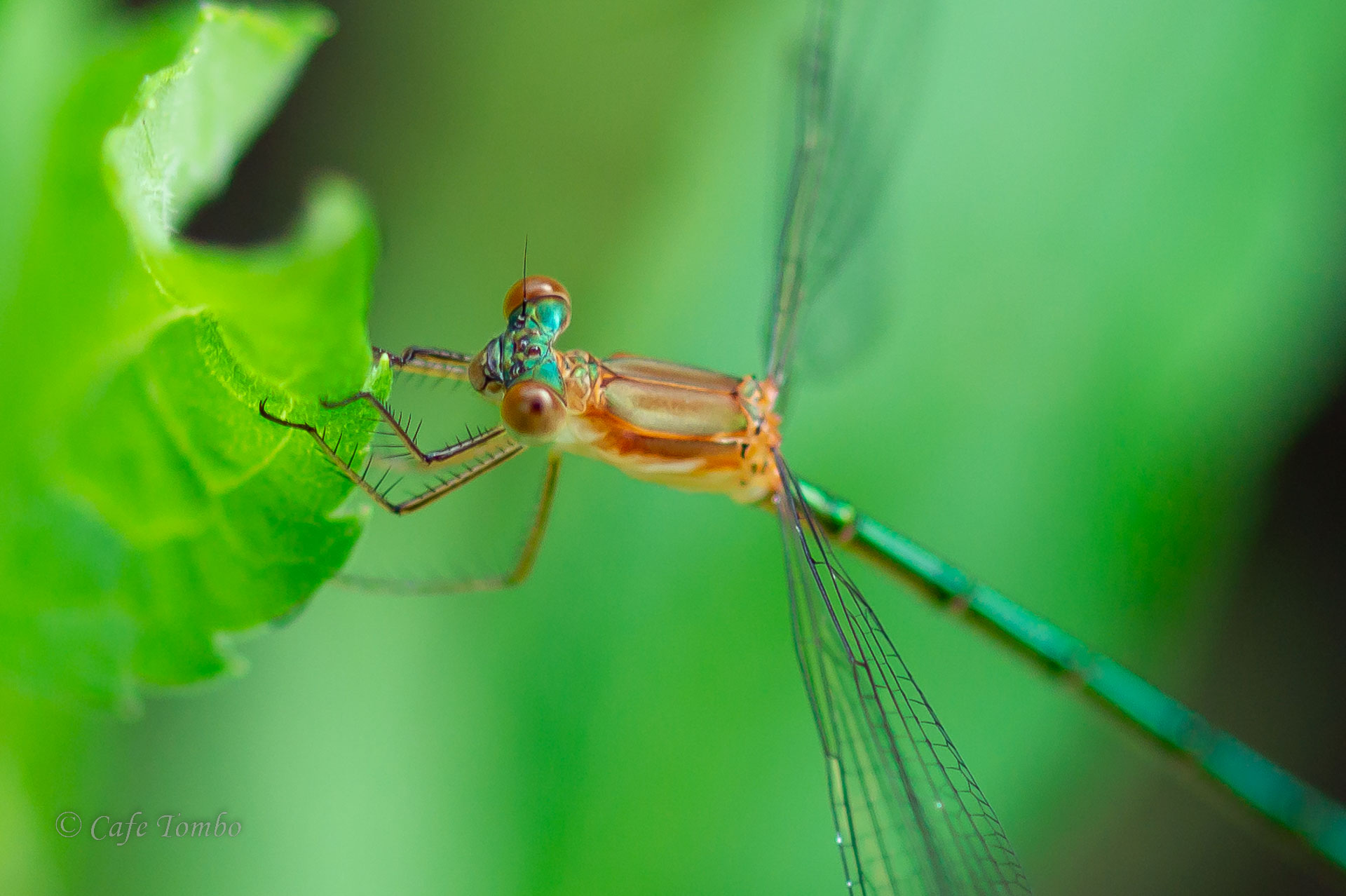 コバネアオイトトンボ