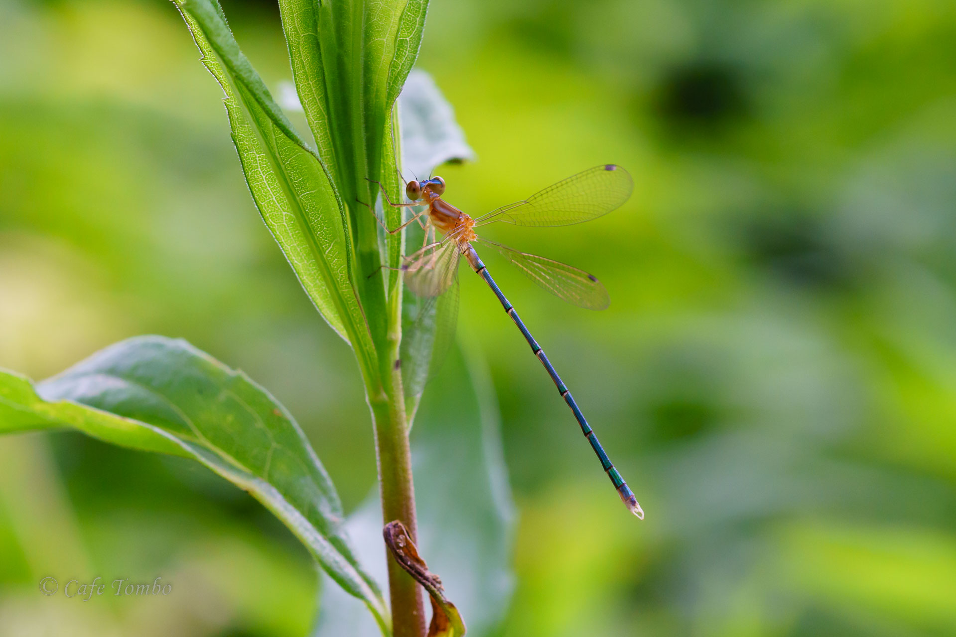 コバネアオイトトンボ