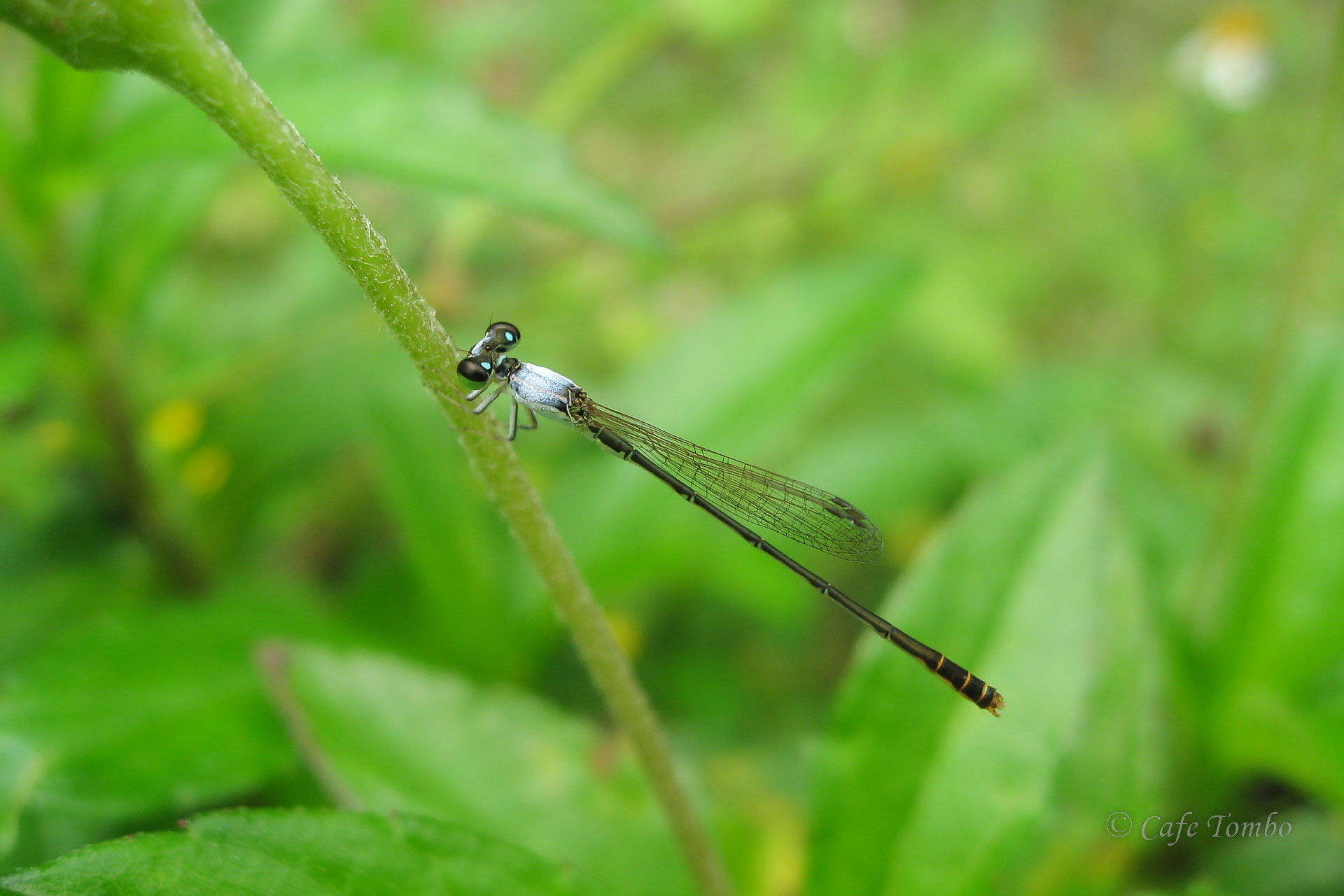 コフキヒメイトトンボ