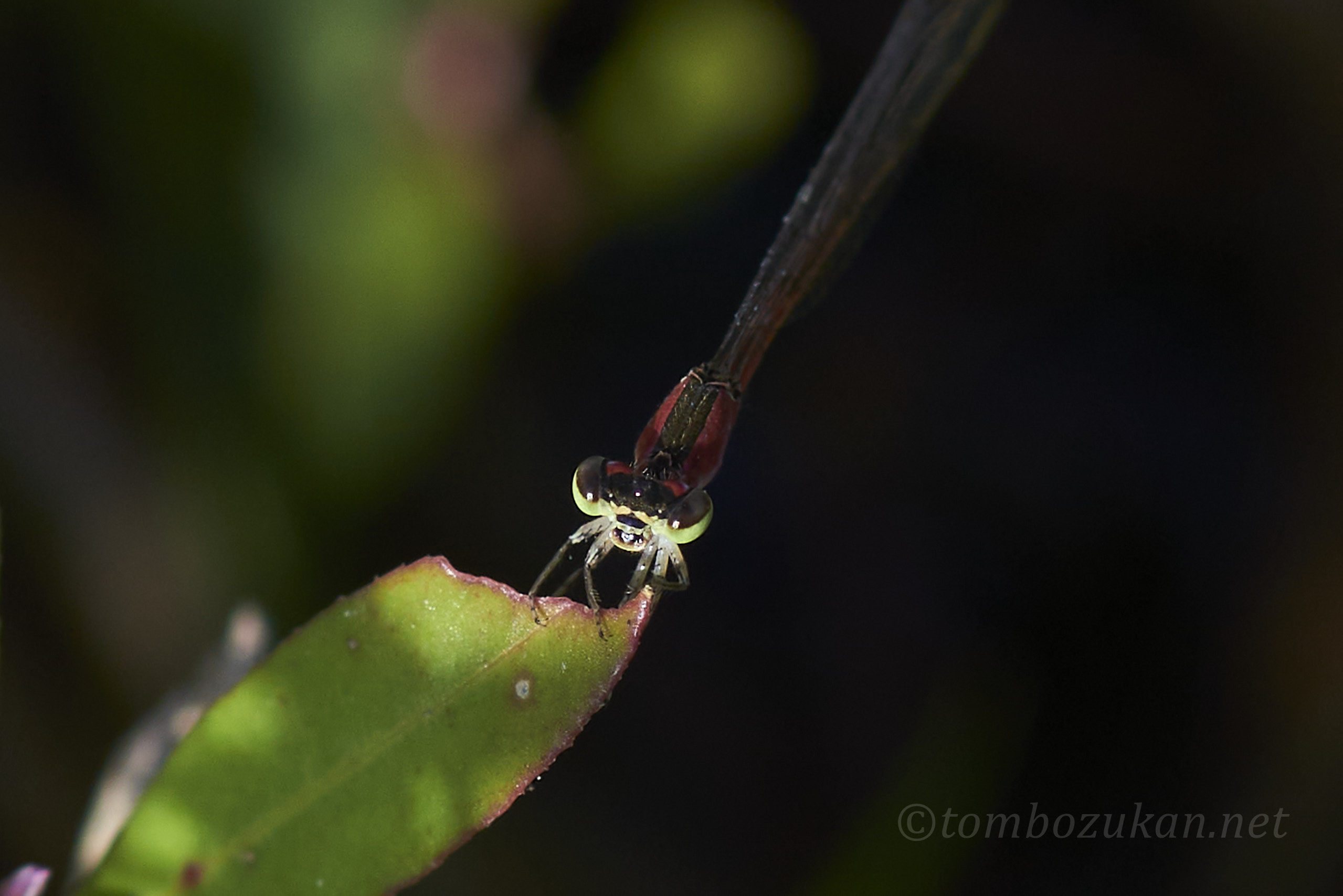 コフキヒメイトトンボ