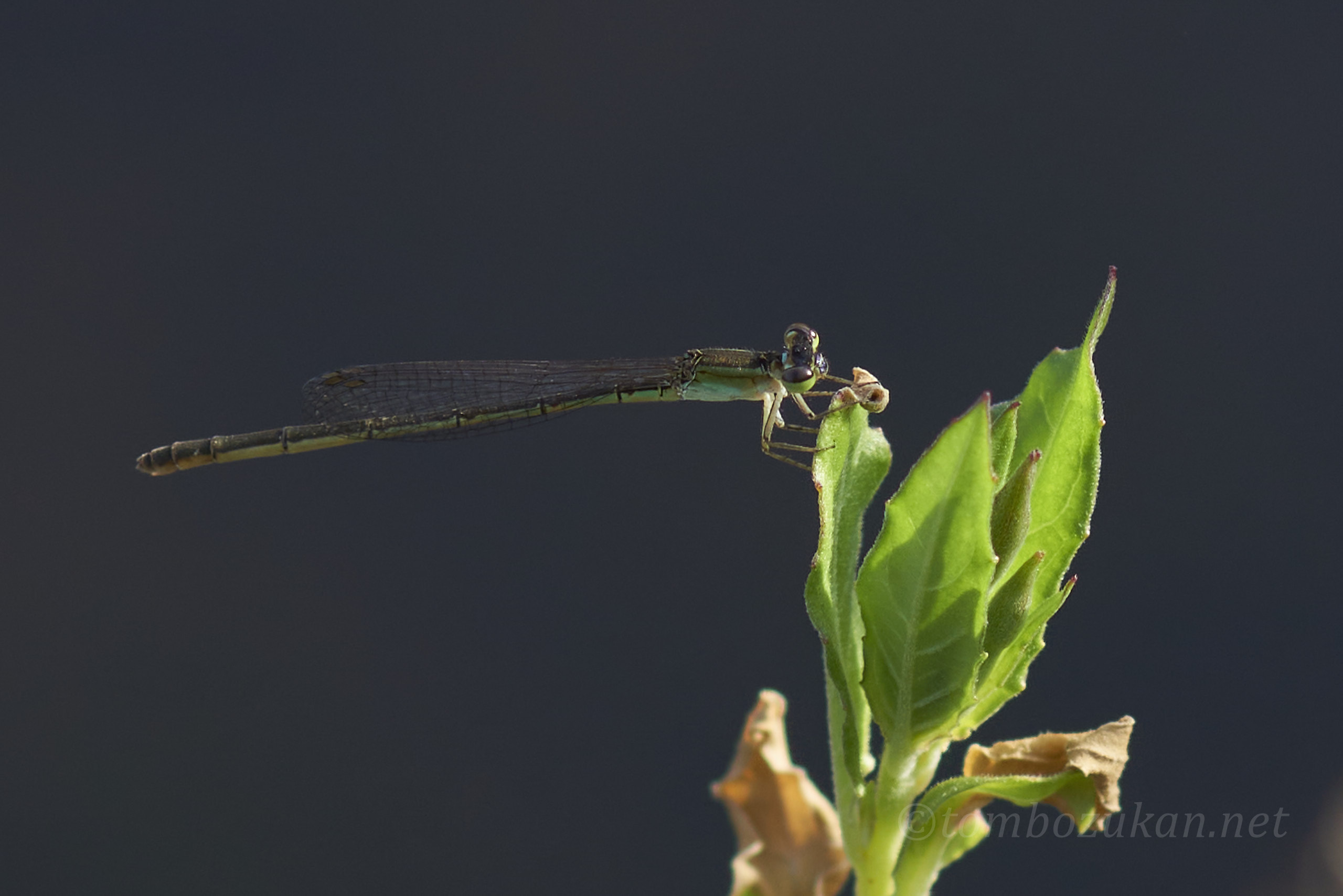 コフキヒメイトトンボ