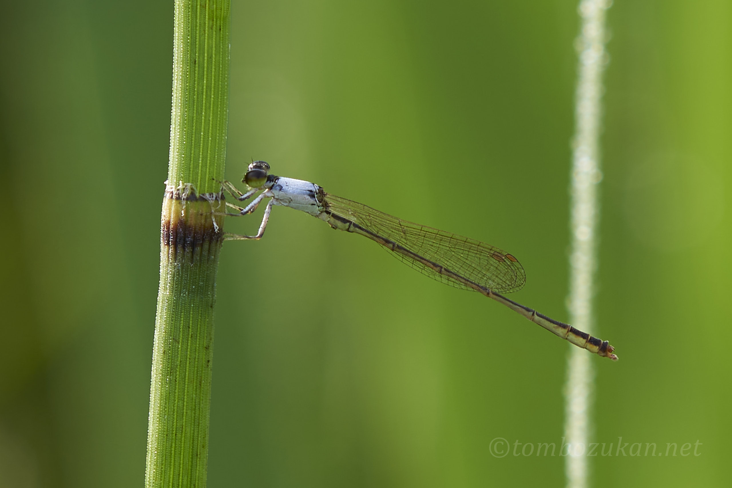 コフキヒメイトトンボ