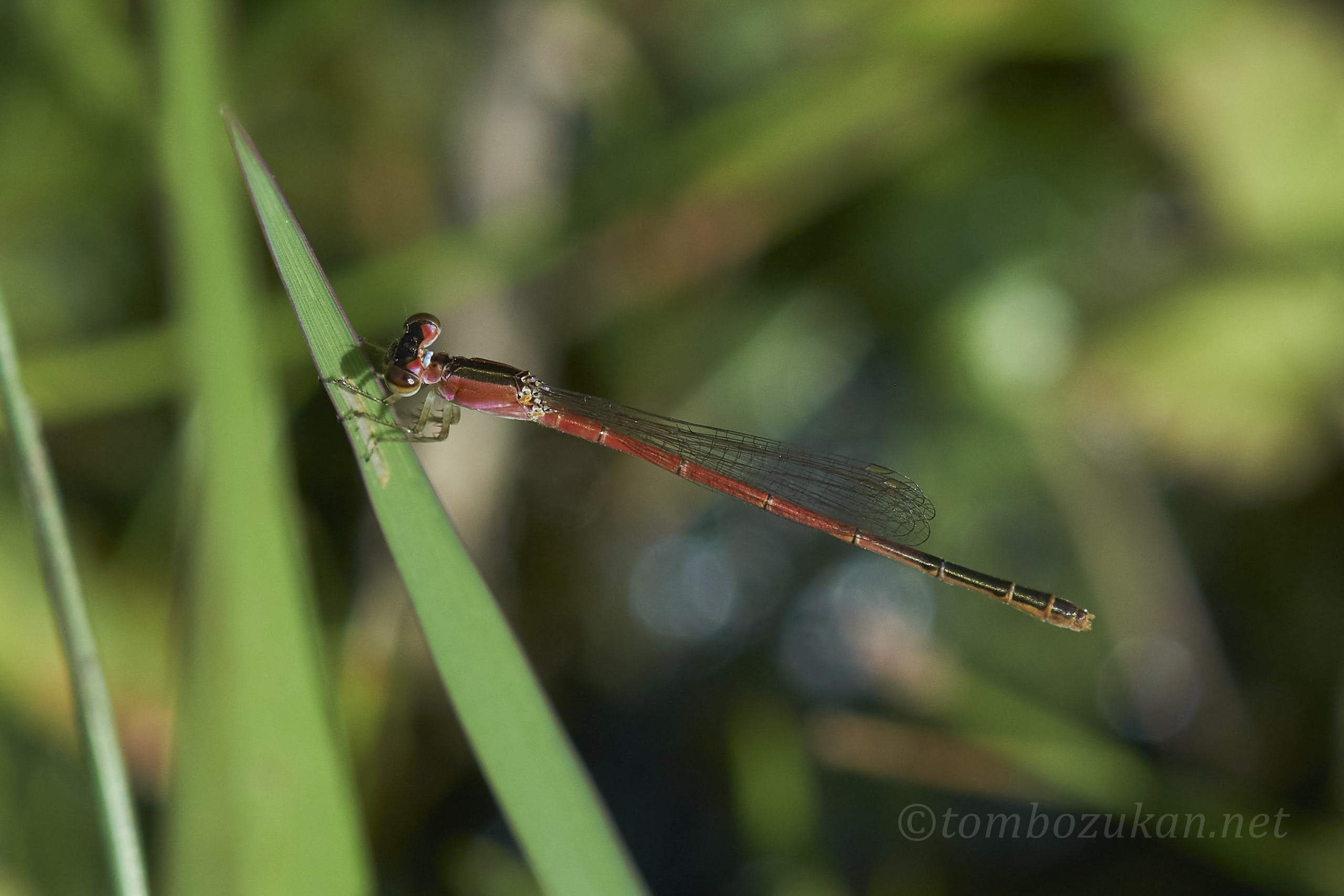 コフキヒメイトトンボ