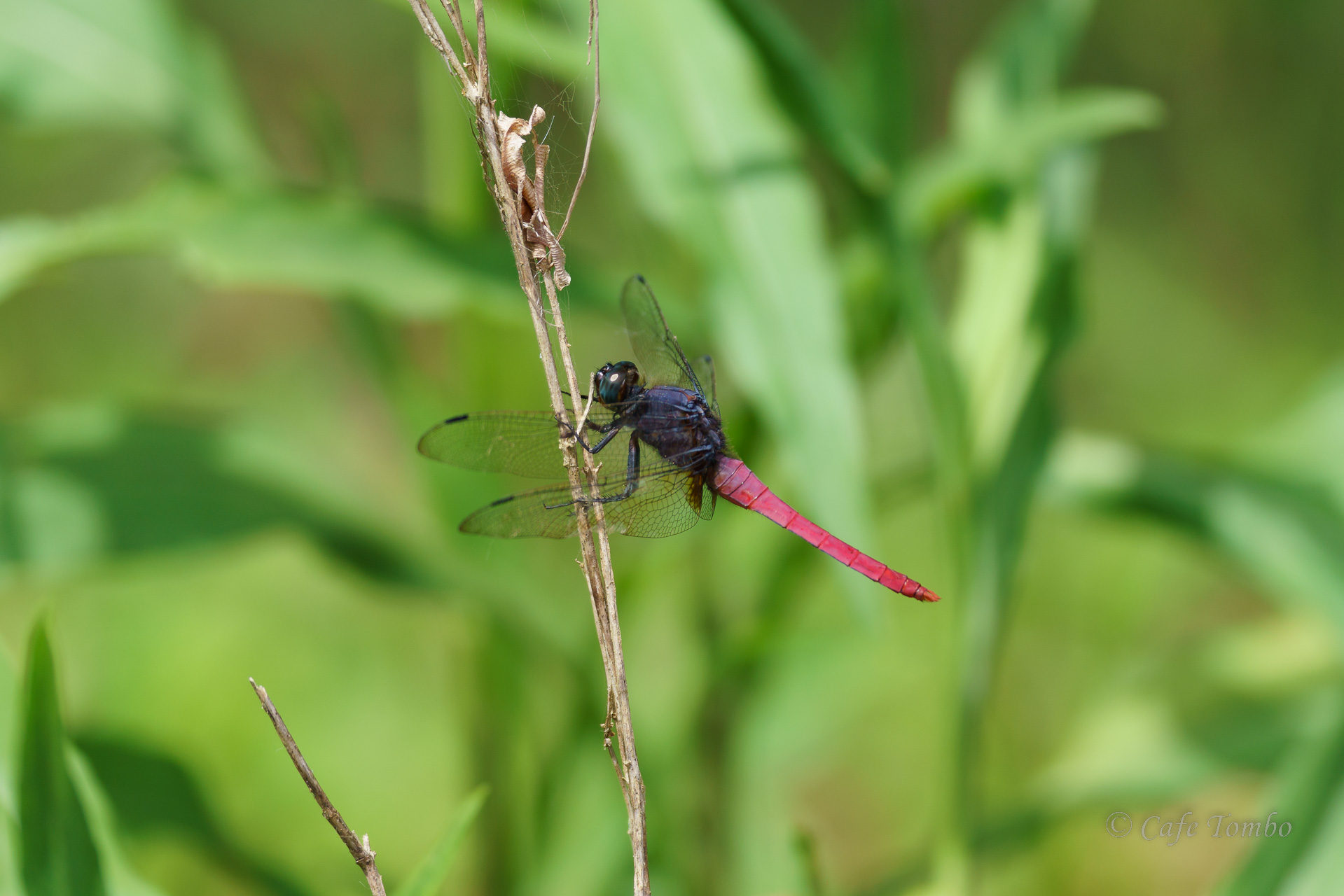 コフキショウジョウトンボ