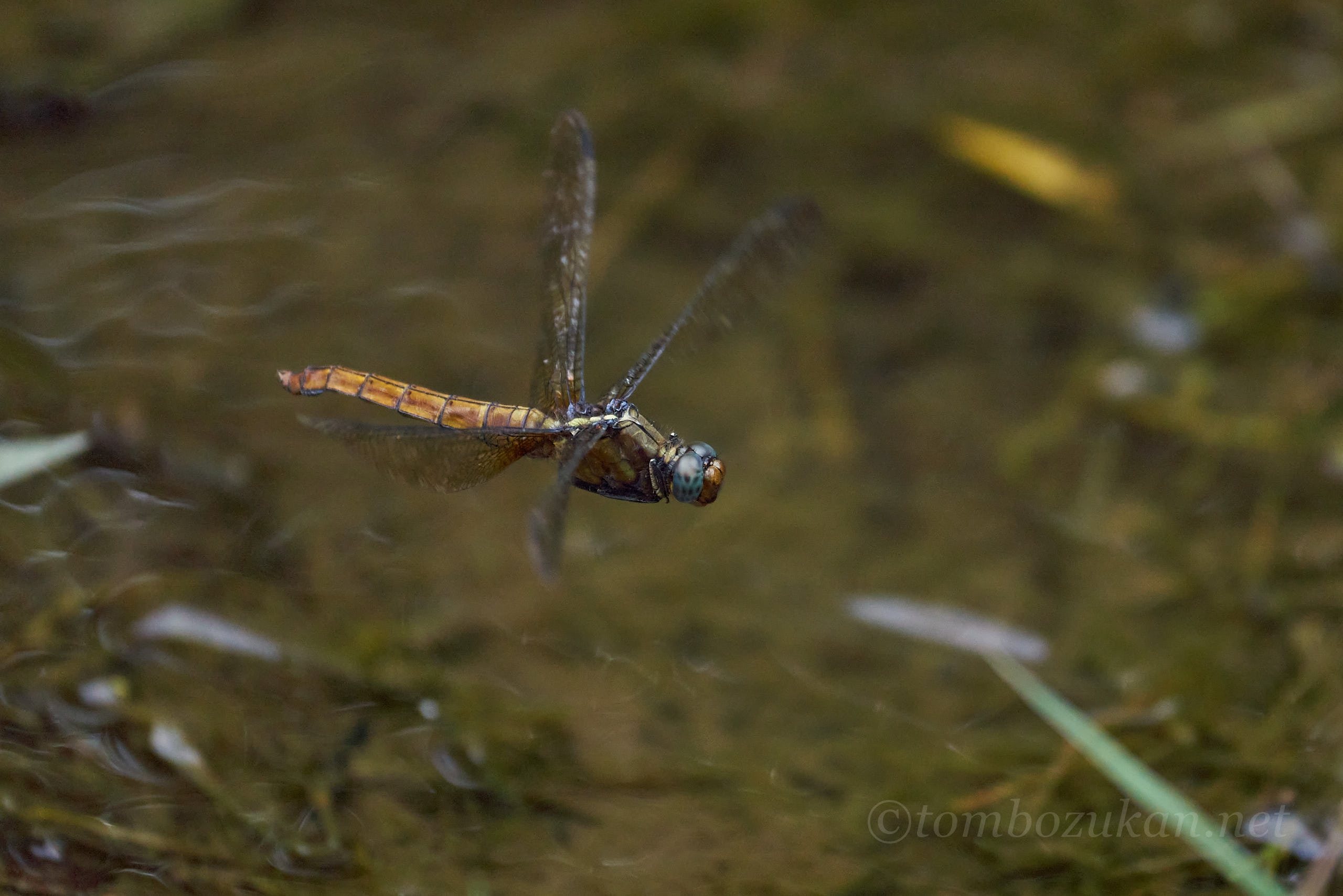 コフキショウジョウトンボ