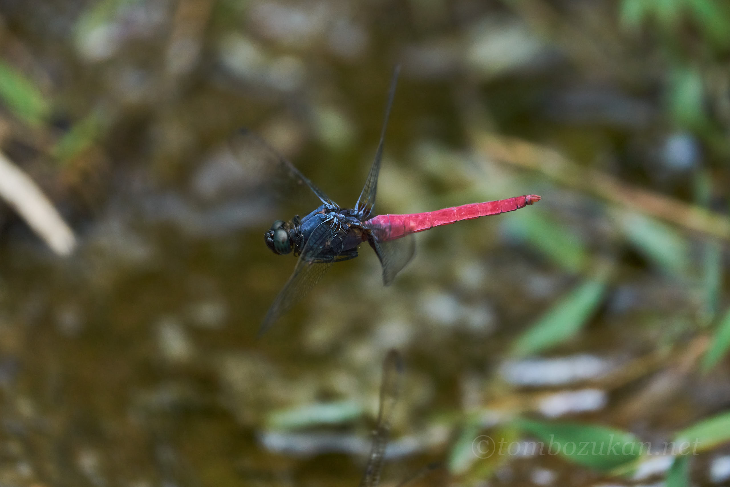 コフキショウジョウトンボ