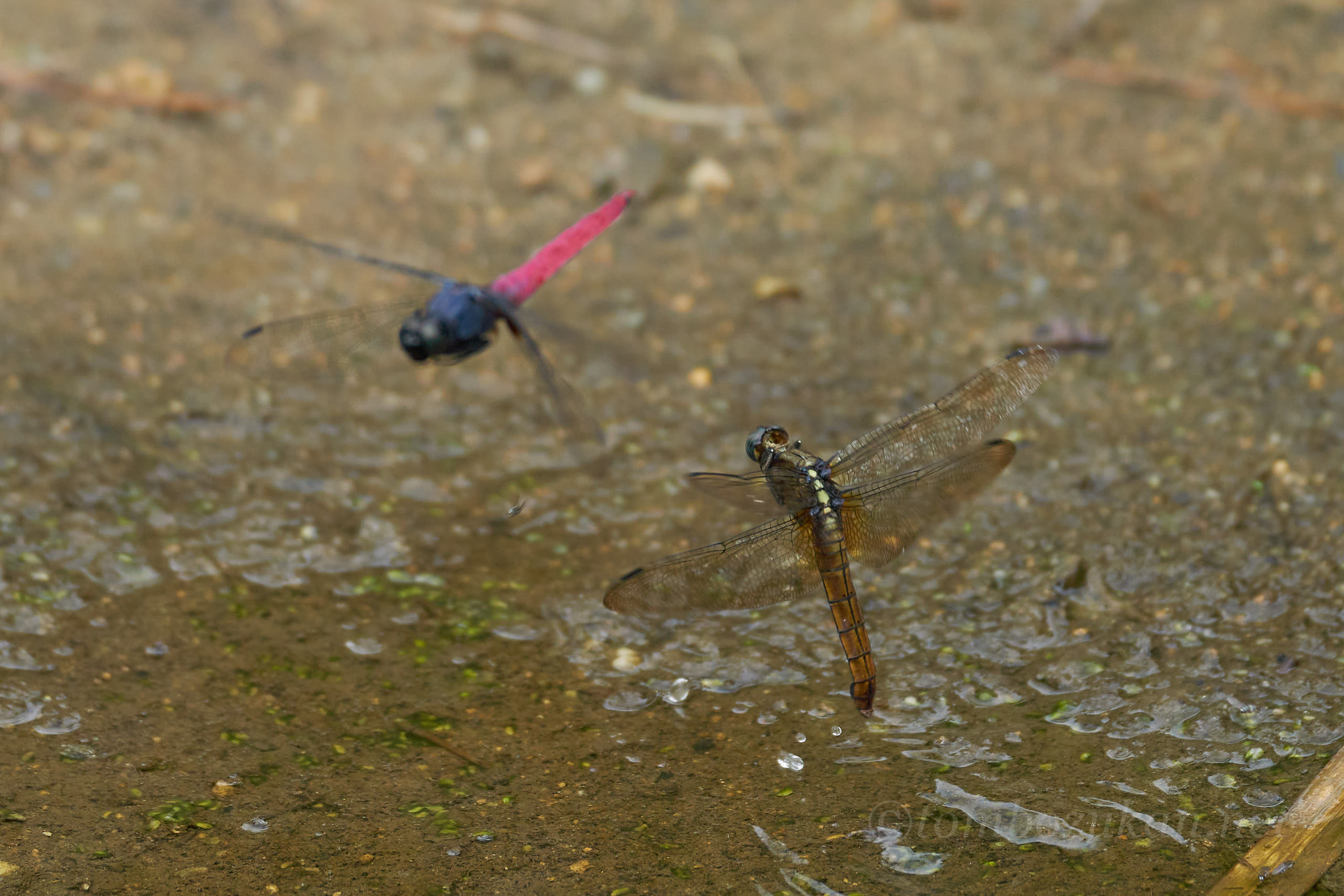 コフキショウジョウトンボ